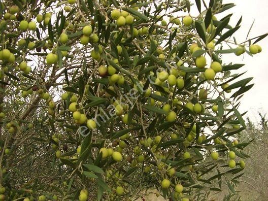 Bergama Göçbeyli Mahallesinde Satılık Zeytinlik - Görsel 6