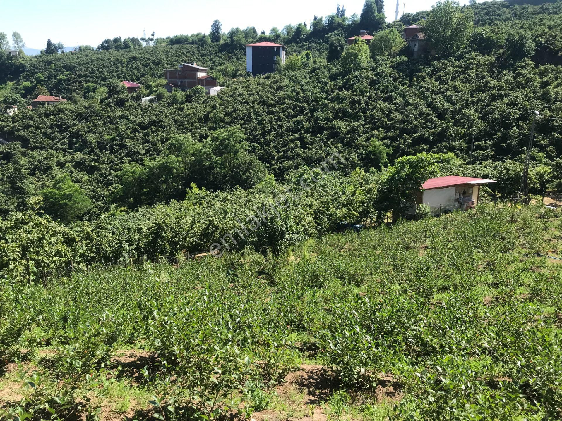 Nizamettin Mahallesi Satılık Fındık Ve Aronya Bahçesi - Görsel 22