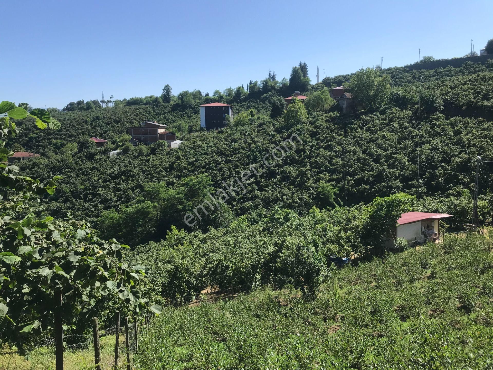 Nizamettin Mahallesi Satılık Fındık Ve Aronya Bahçesi - Görsel 20