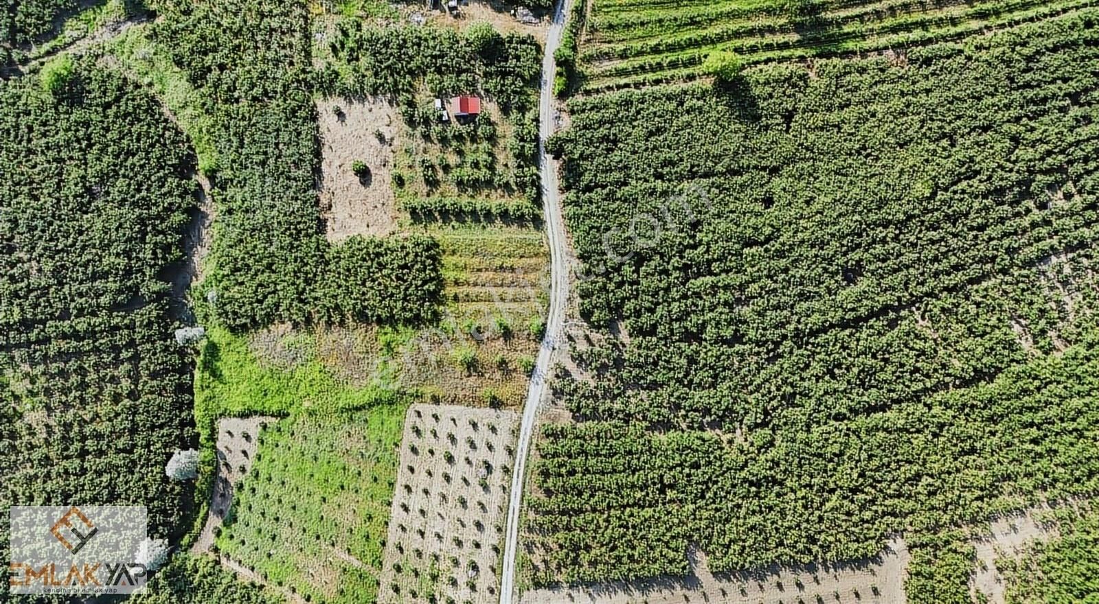 Emlakyap'tan Ferizli Nalköy'de 2136 M2 Fındık Bahçesi! Fırsat !!