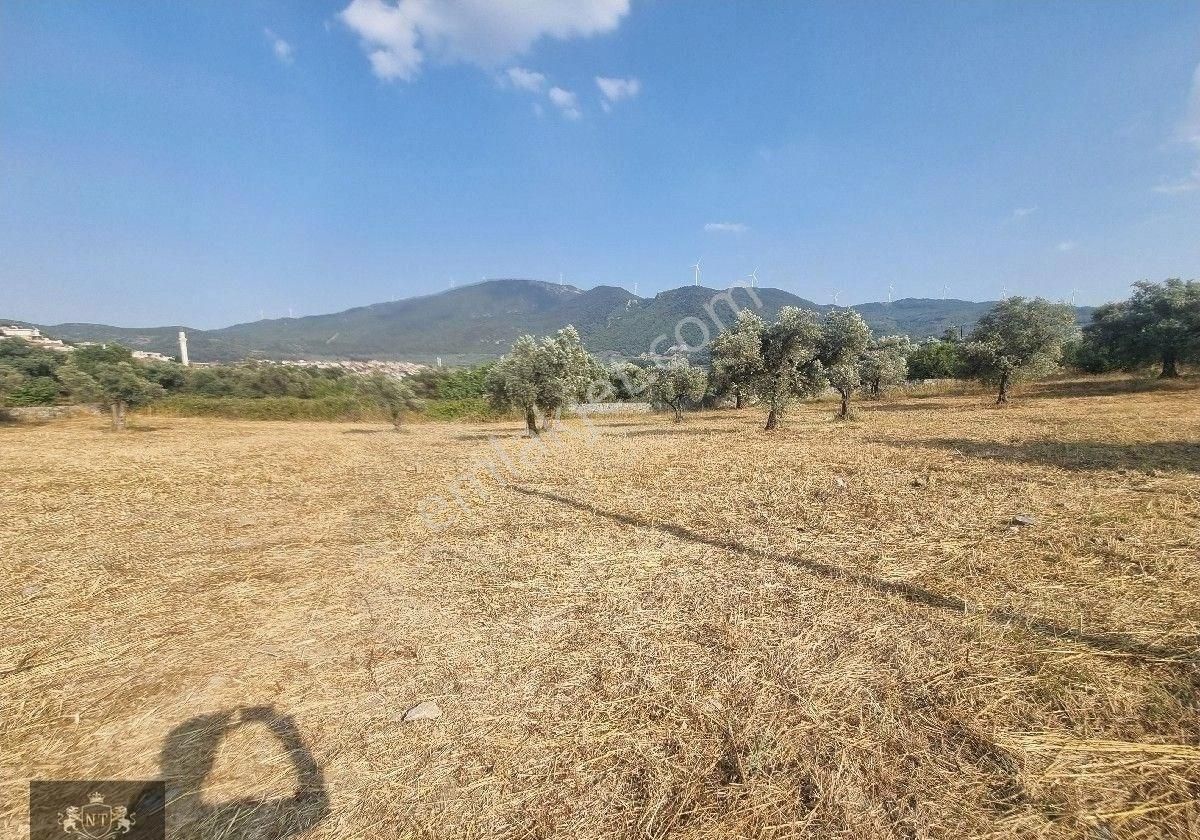Kuşadası Cınarkoyde Satılık Müstakil Tapulu 3700m2 Ana Yola Sıfır Bahçe - Görsel 10