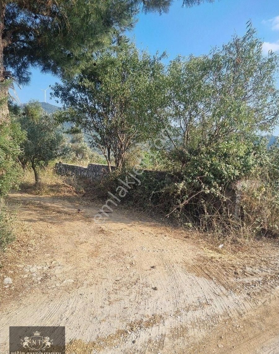 Kuşadası Cınarkoyde Satılık Müstakil Tapulu 3700m2 Ana Yola Sıfır Bahçe - Görsel 7