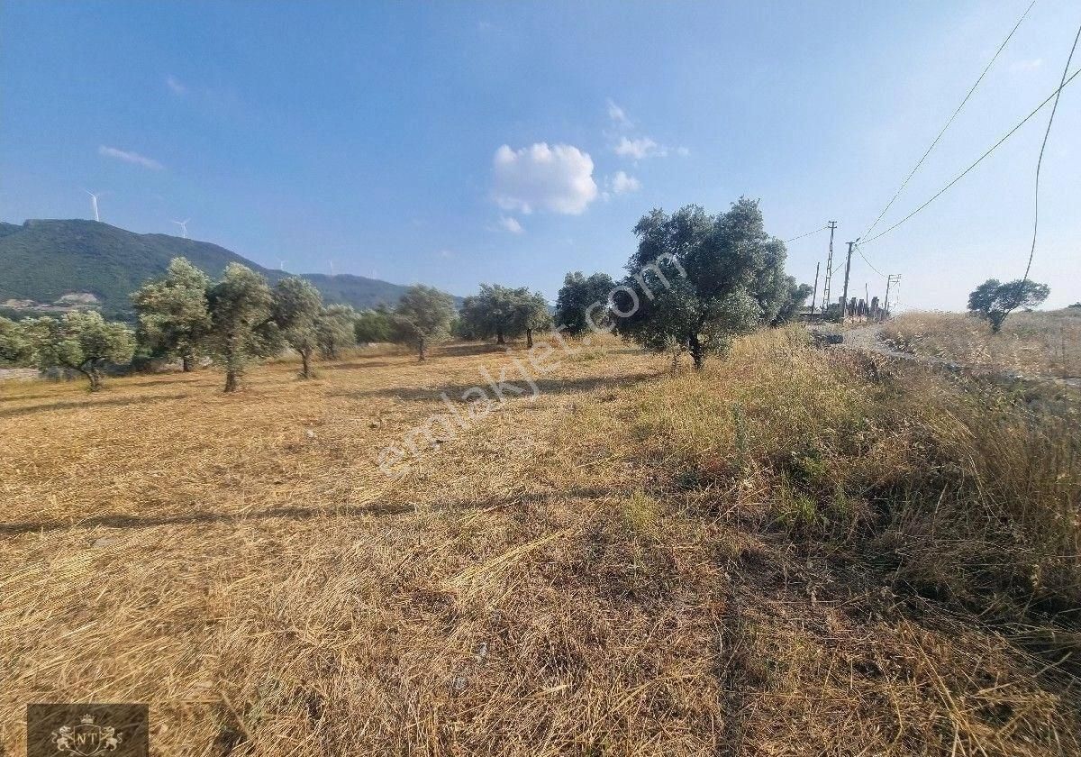 Kuşadası Cınarkoyde Satılık Müstakil Tapulu 3700m2 Ana Yola Sıfır Bahçe - Görsel 11