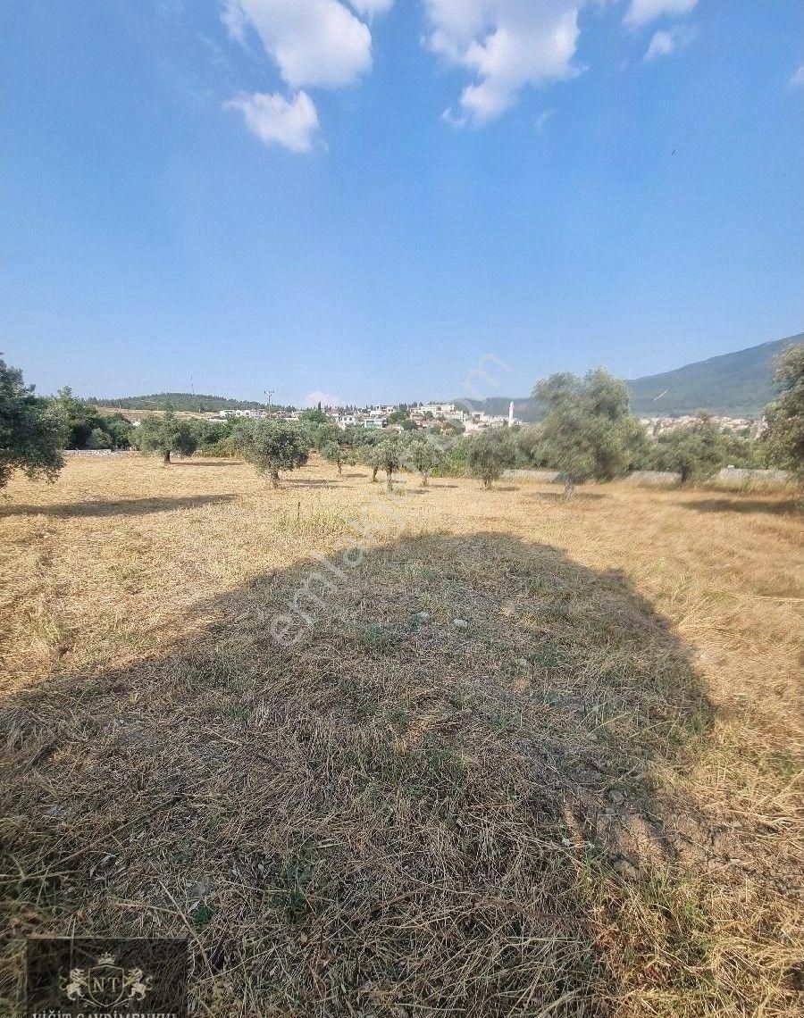 Kuşadası Cınarkoyde Satılık Müstakil Tapulu 3700m2 Ana Yola Sıfır Bahçe - Görsel 23