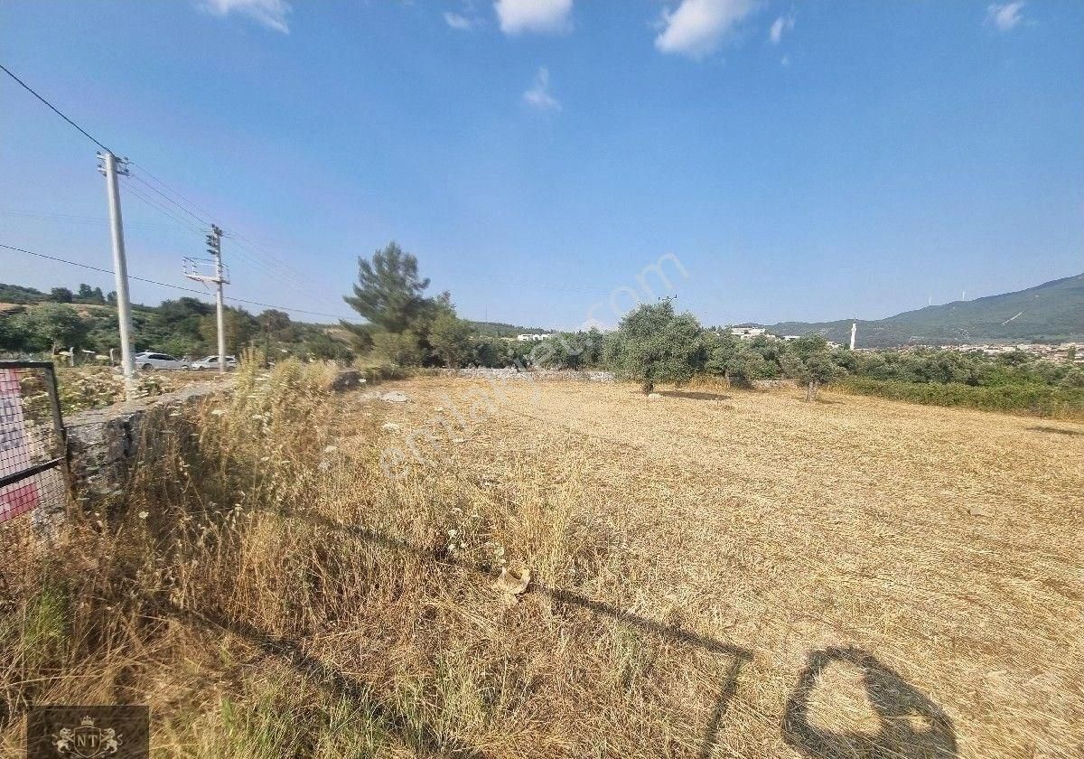 Kuşadası Cınarkoyde Satılık Müstakil Tapulu 3700m2 Ana Yola Sıfır Bahçe - Görsel 13