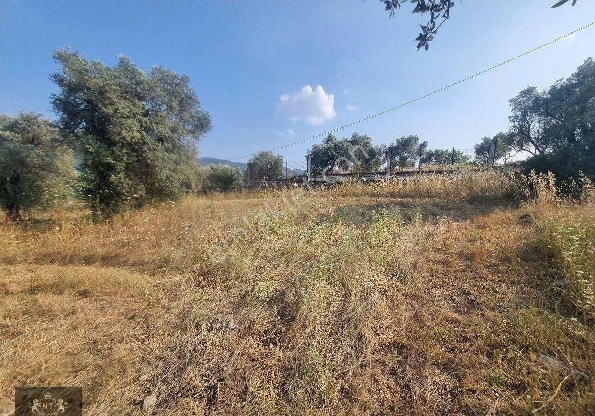 Kuşadası Cınarkoyde Satılık Müstakil Tapulu 3700m2 Ana Yola Sıfır Bahçe - Görsel 6