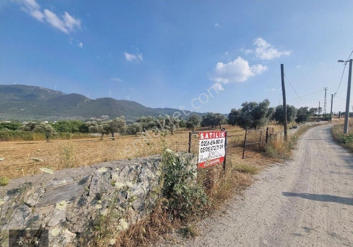 Kuşadası Cınarkoyde Satılık Müstakil Tapulu 3700m2 Ana Yola Sıfır Bahçe - Görsel 9