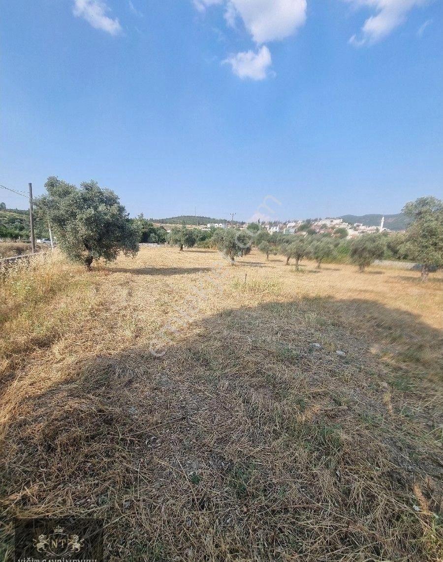 Kuşadası Cınarkoyde Satılık Müstakil Tapulu 3700m2 Ana Yola Sıfır Bahçe - Görsel 21