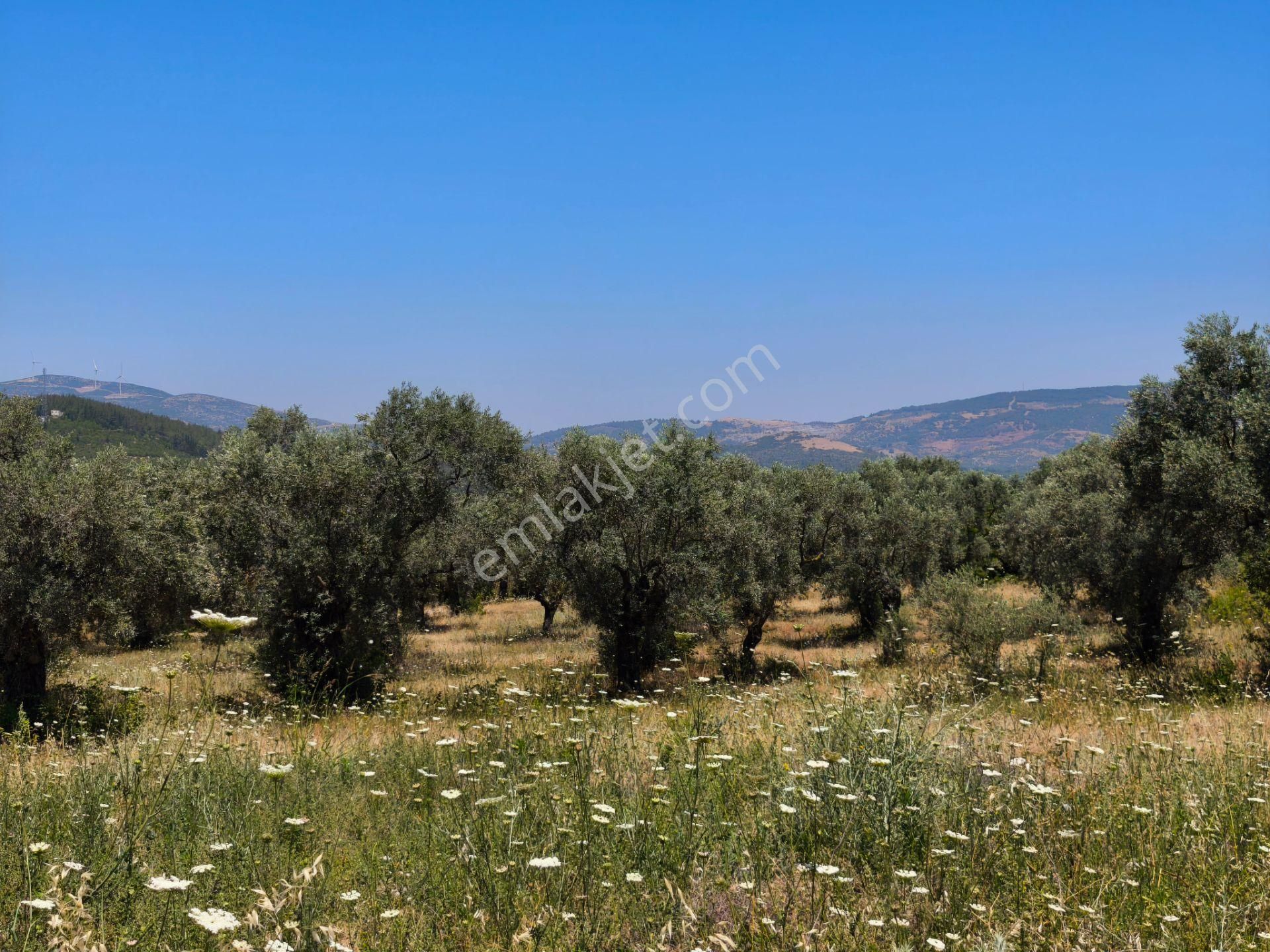 İzmir / Selçuk / Gökçealan Köyünde Satılık 1322 M² Arazi… - Görsel 7