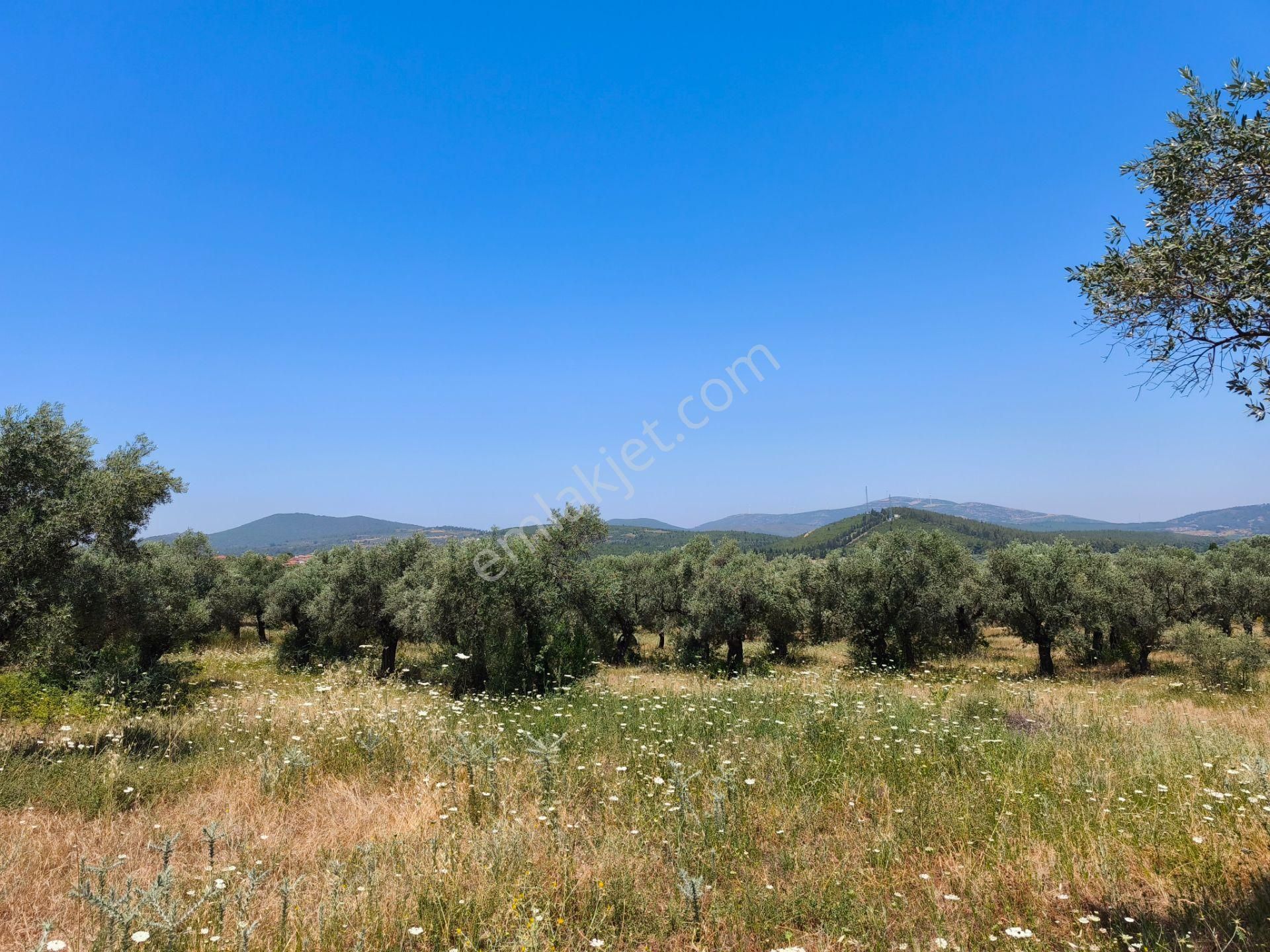 İzmir / Selçuk / Gökçealan Köyünde Satılık 1322 M² Arazi… - Görsel 4