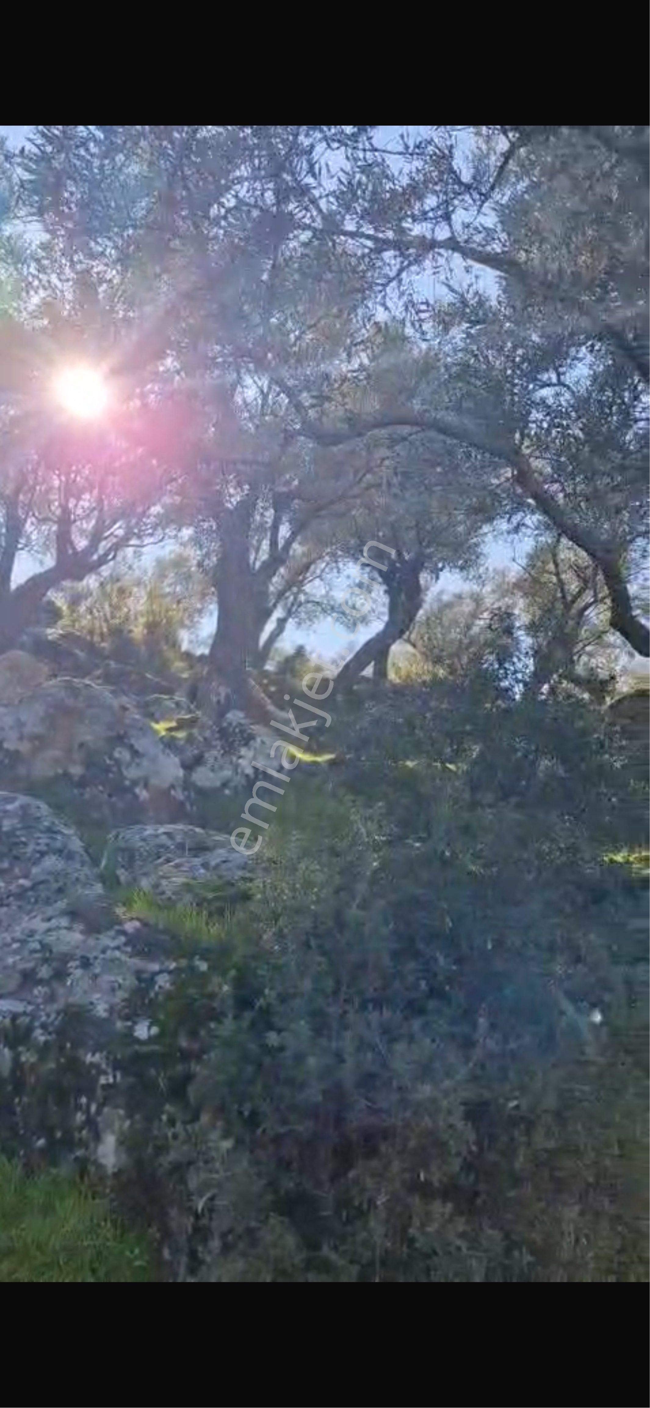 Çine Kargı Zeytinlik