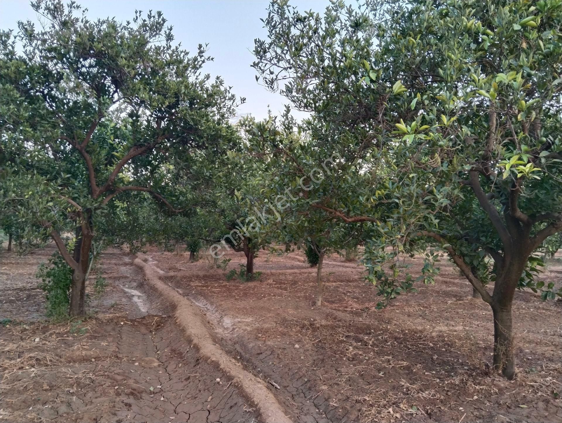 Yalınkuyu Sınırları İçerisinde Portakal Ve Ceviz Bahçemiz Satılıktır - Görsel 16