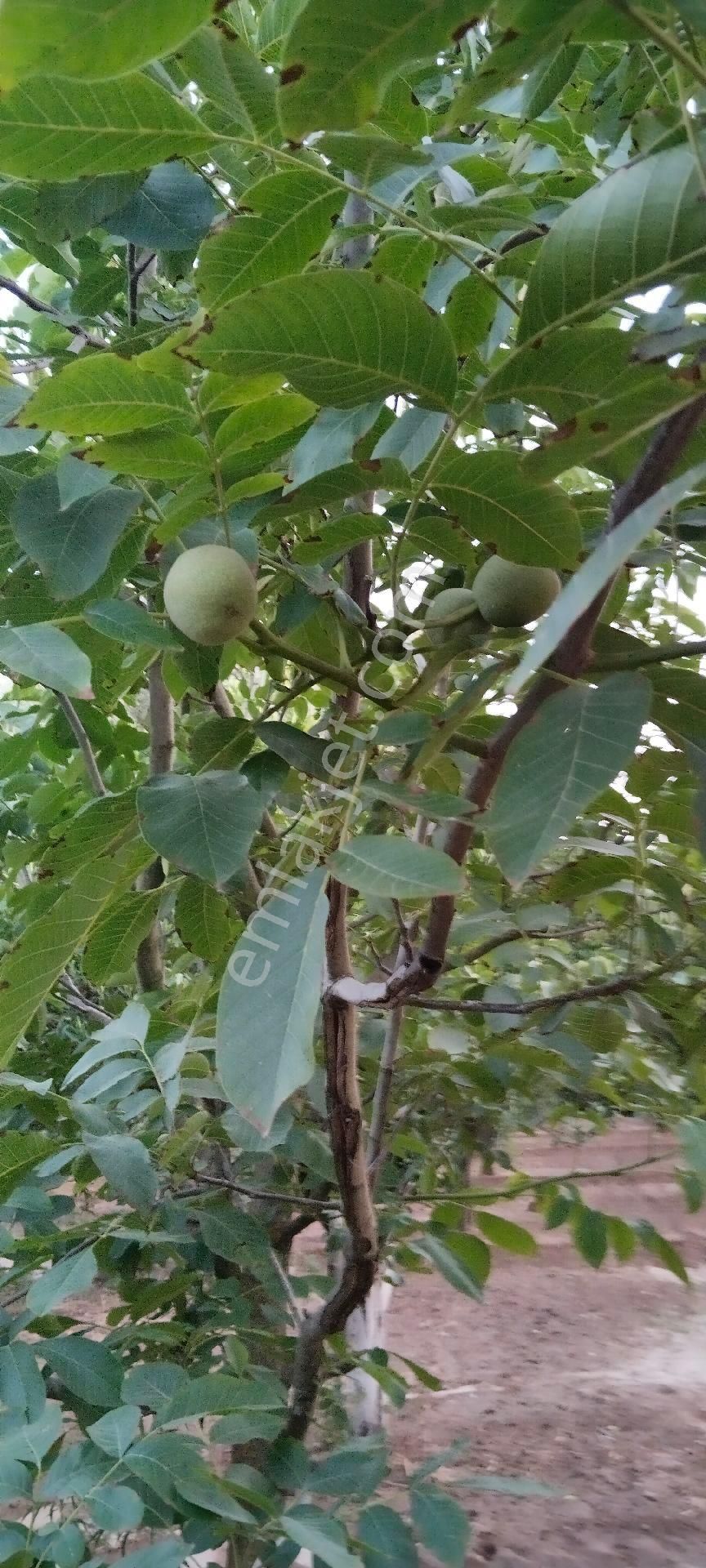 Yalınkuyu Sınırları İçerisinde Portakal Ve Ceviz Bahçemiz Satılıktır