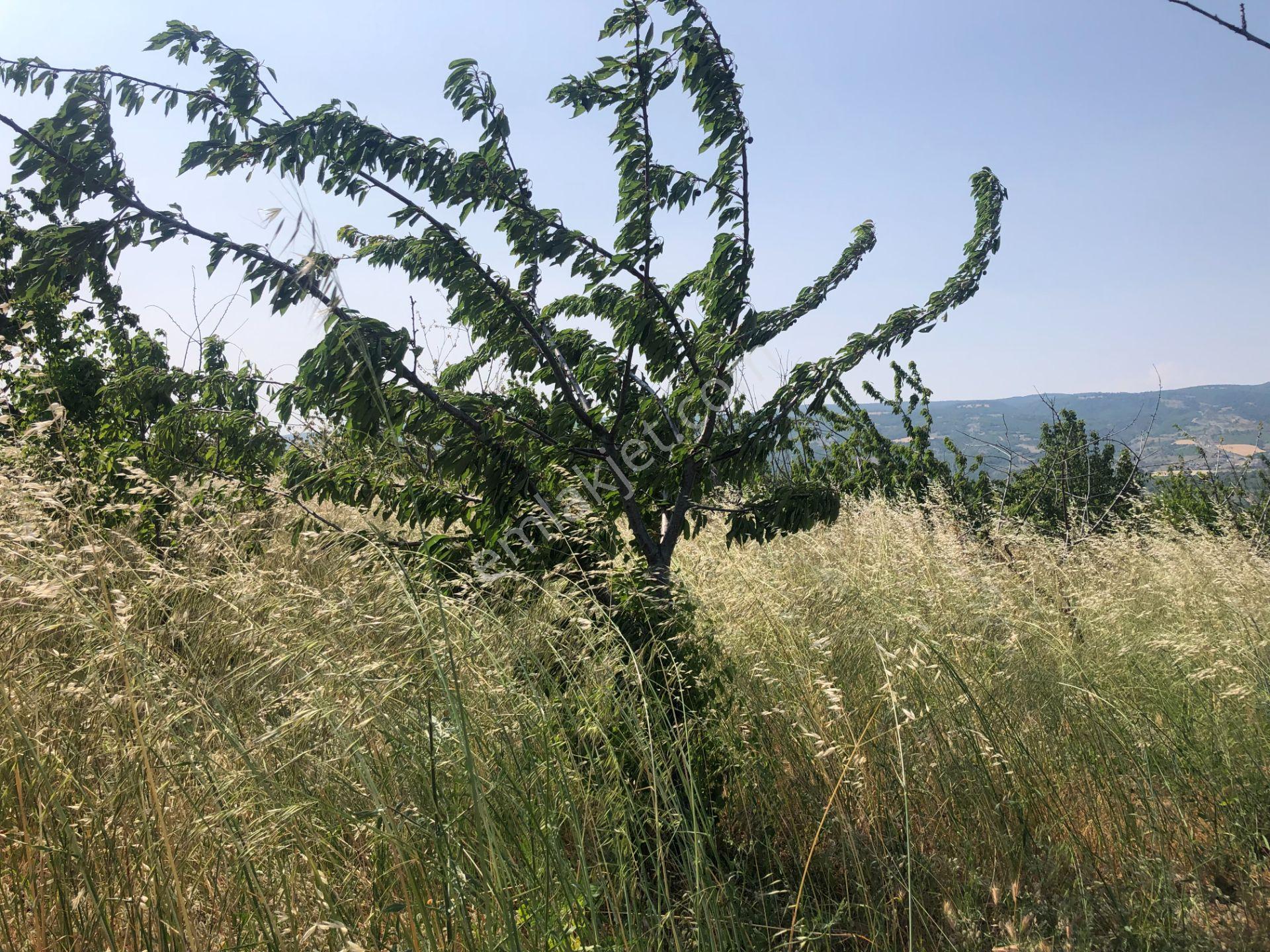 Tekirdağ Şarköy Çınarlı Da 3000 Metre Bağ Tapulu Kiraz Bahçesi - Görsel 12