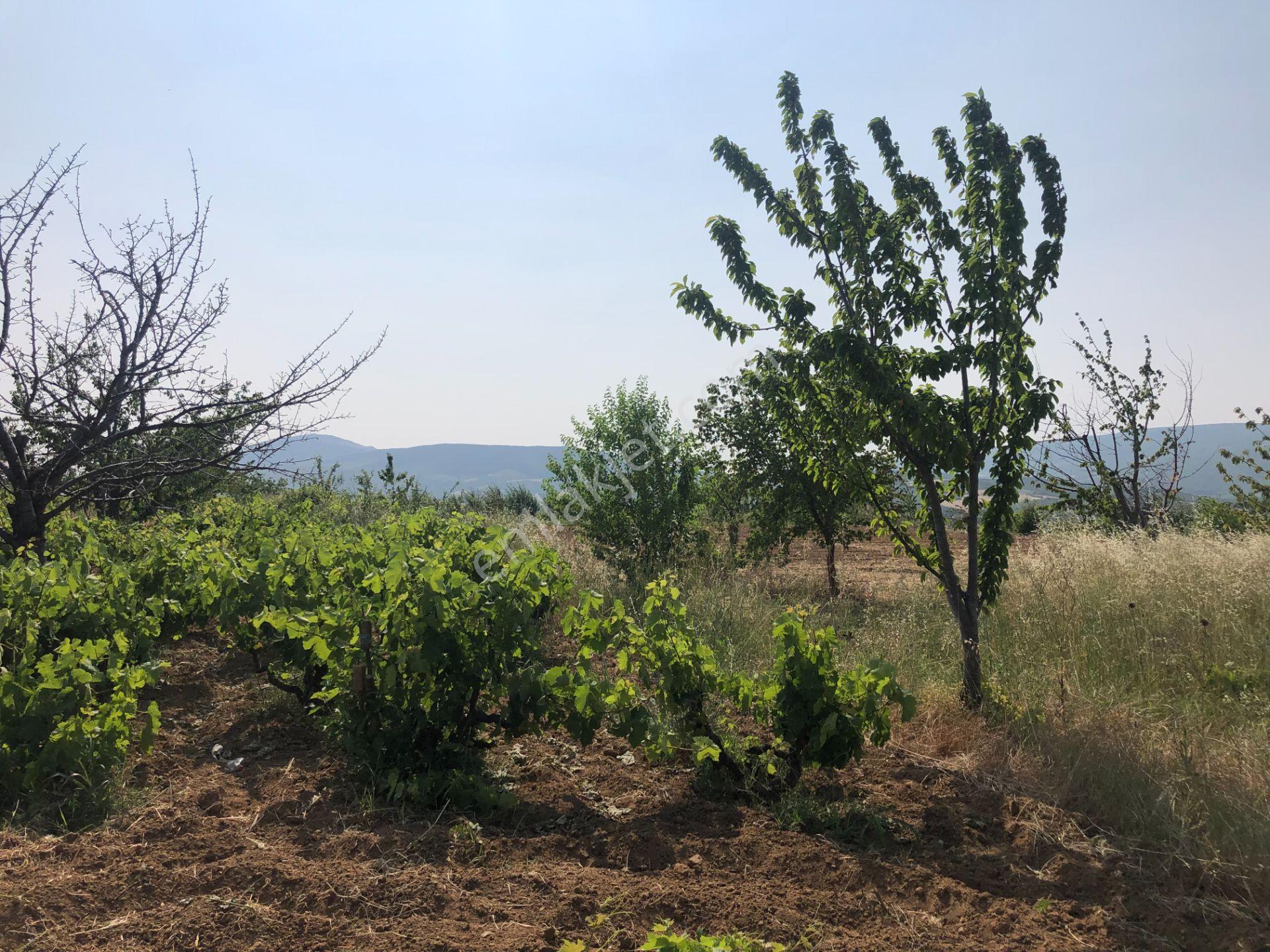 Tekirdağ Şarköy Çınarlı Da 3000 Metre Bağ Tapulu Kiraz Bahçesi - Görsel 27