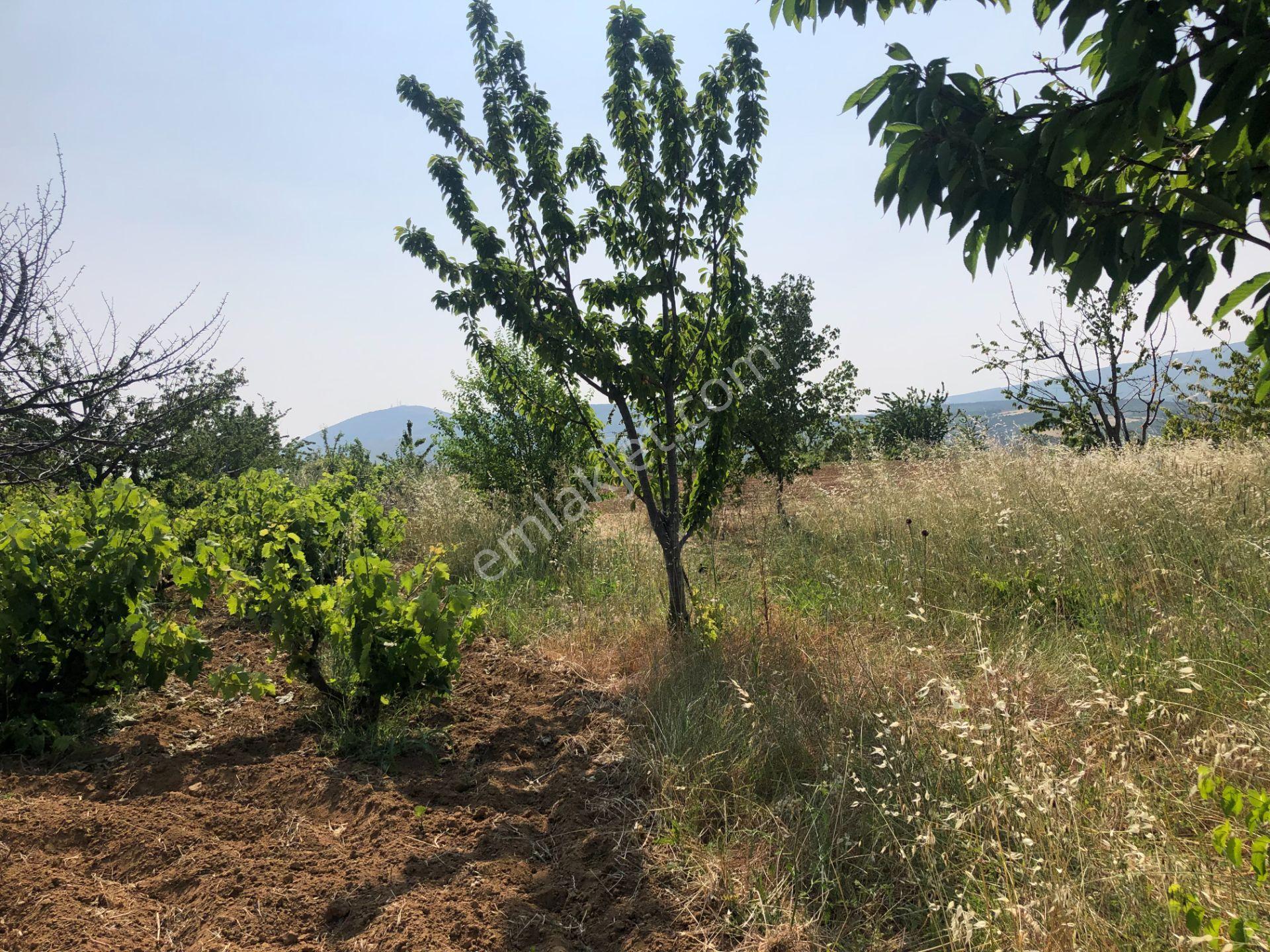 Tekirdağ Şarköy Çınarlı Da 3000 Metre Bağ Tapulu Kiraz Bahçesi - Görsel 26