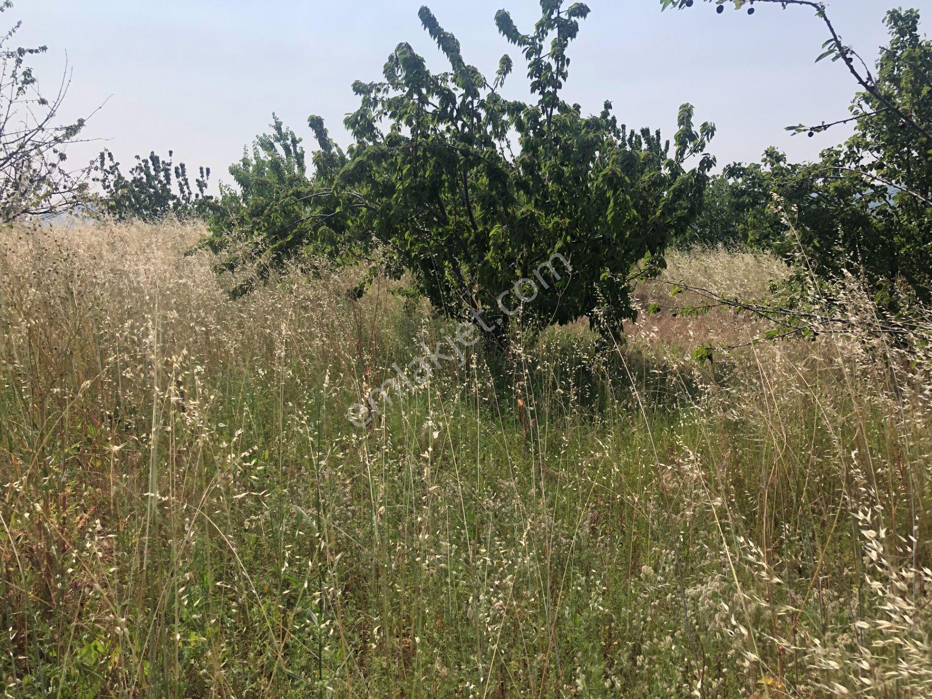 Tekirdağ Şarköy Çınarlı Da 3000 Metre Bağ Tapulu Kiraz Bahçesi - Görsel 14