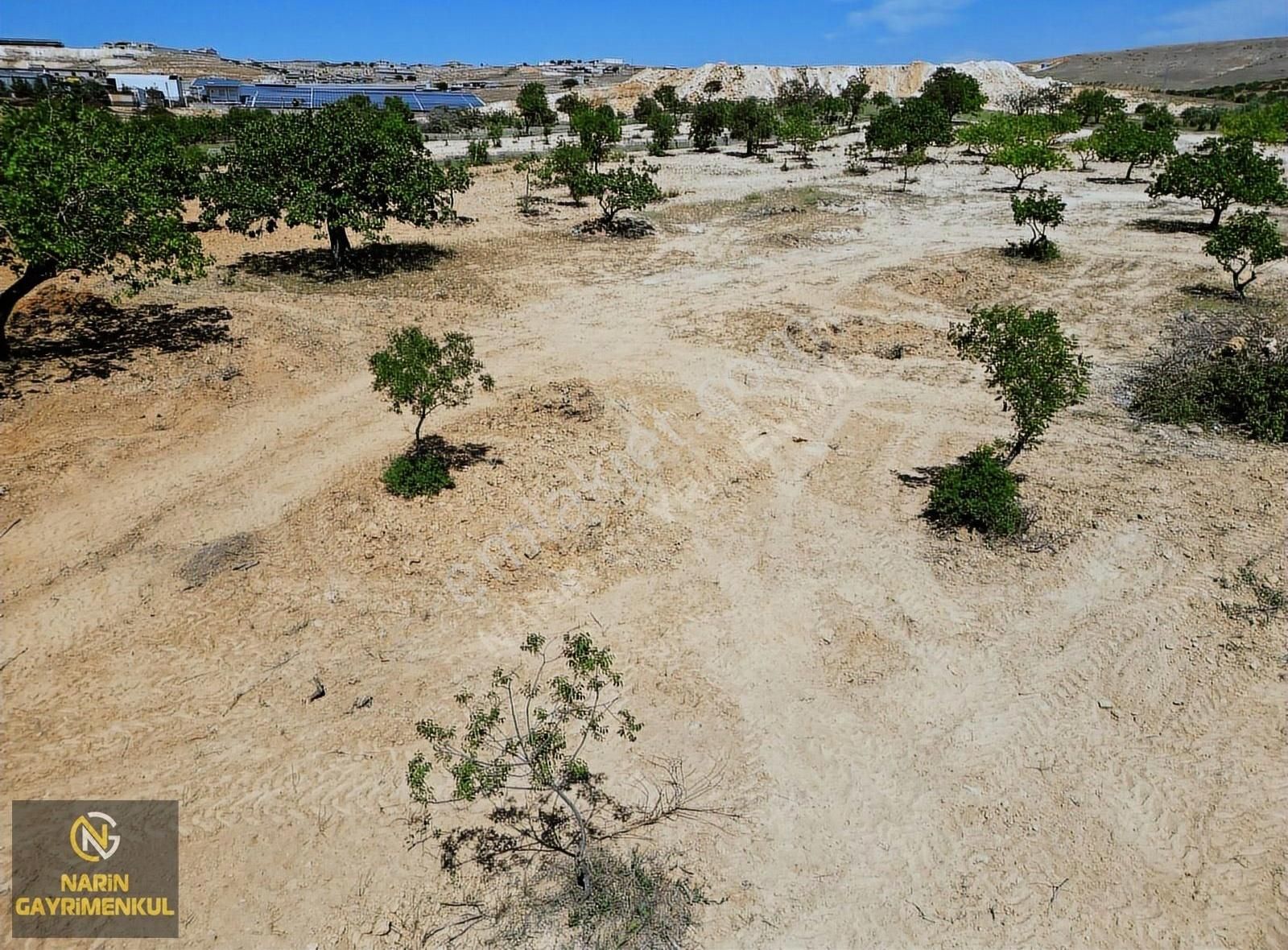 Oğuzeli Çaybaşı Mahallesinde Asfalt Üstü Fıstık Bahçesi - Görsel 2