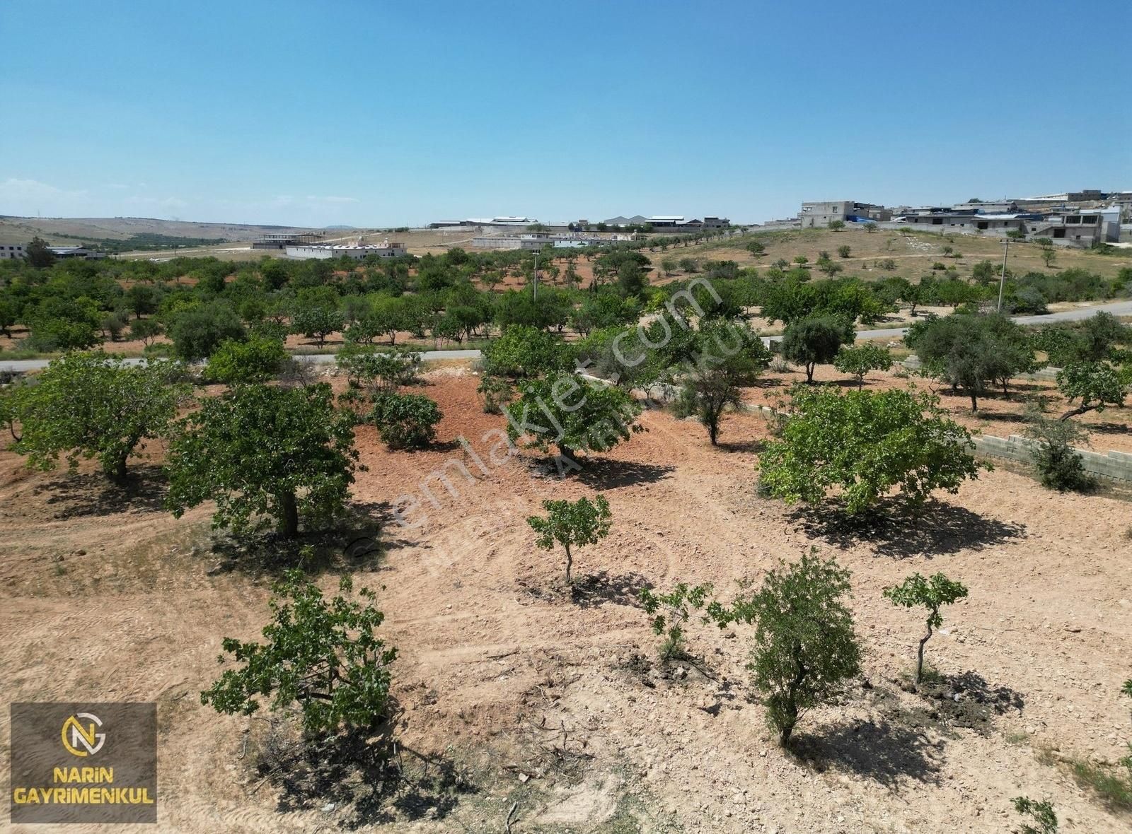 Oğuzeli Çaybaşı Mahallesinde Asfalt Üstü Fıstık Bahçesi - Görsel 5