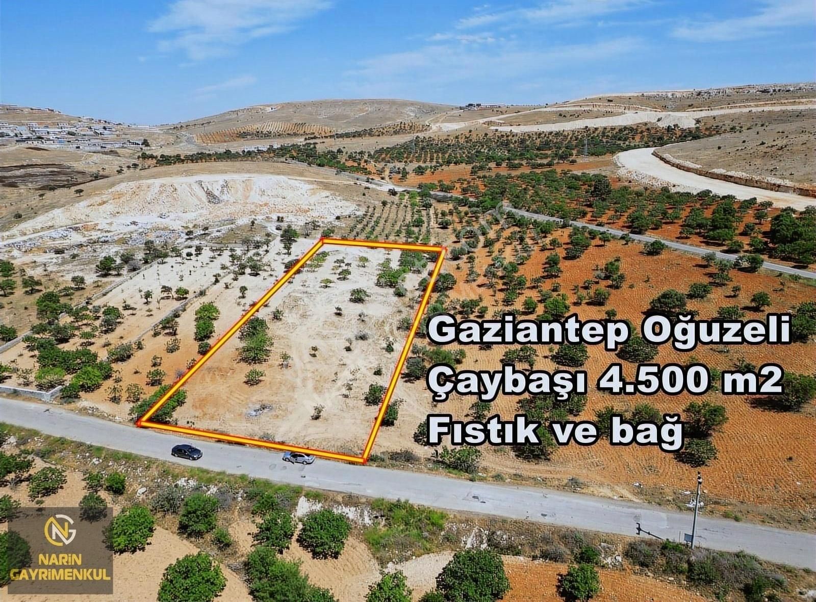 Oğuzeli Çaybaşı Mahallesinde Asfalt Üstü Fıstık Bahçesi
