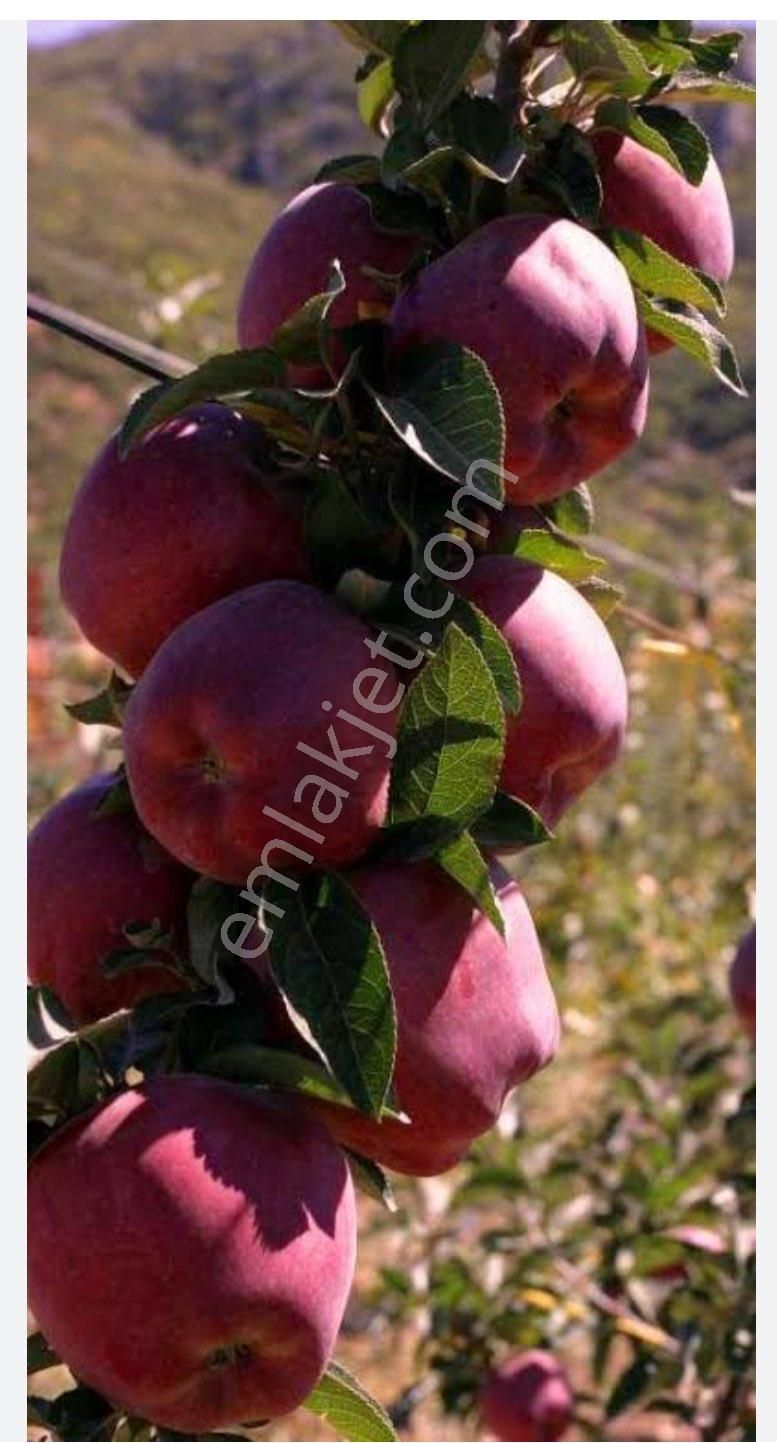 Acil Satılık
