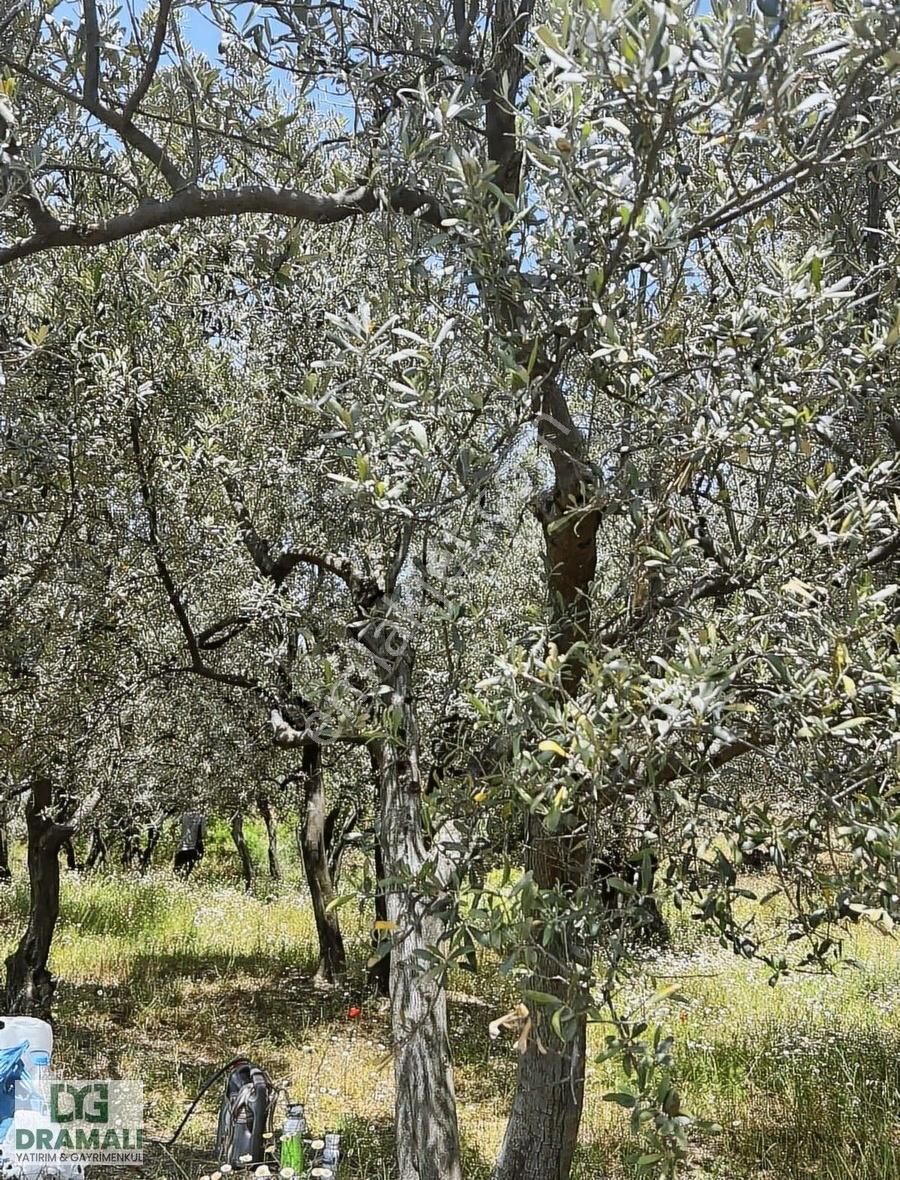 Mırzaoba Da Dramalıdan Zeytinlik Satılık