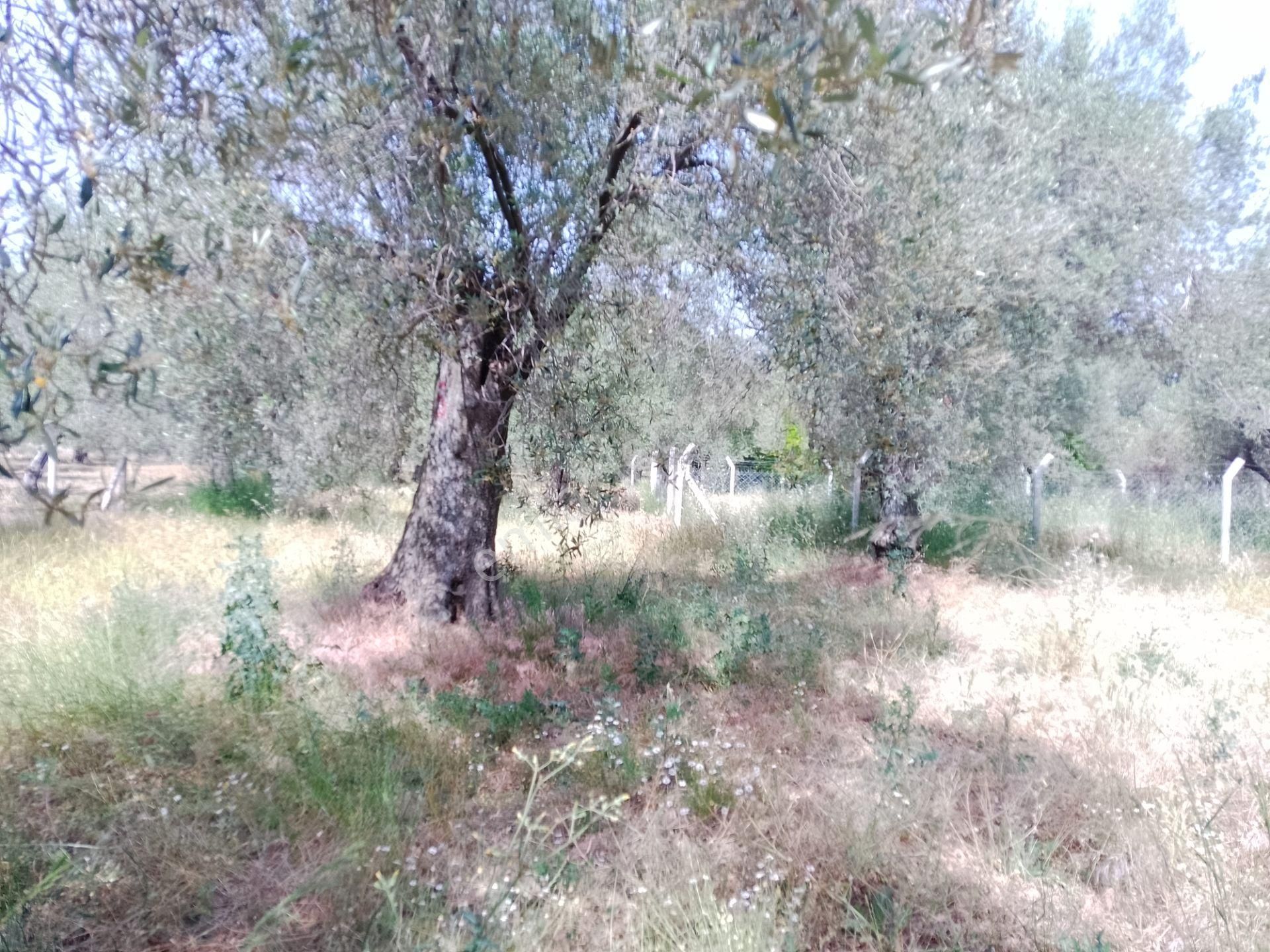 Eryılmaz Gayrimenkul'den Havran Ebu Bekir'de 1161 M2 Merkeze 400 M Yakın Zeytinlik Satılıktır - Görsel 11