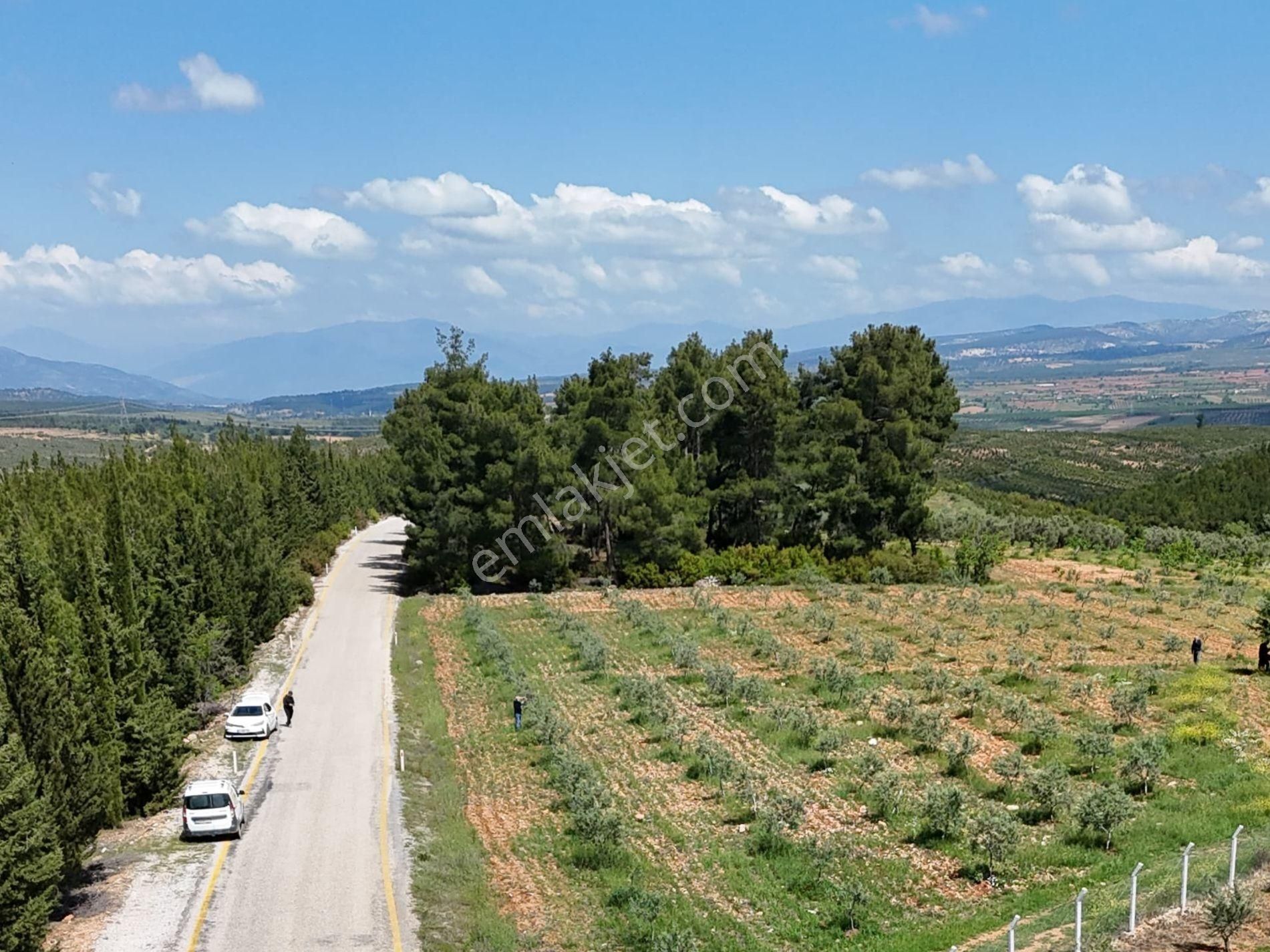 Karacasu Yeşilyurt Asfalta Sıfır Zeytin Bahçesi