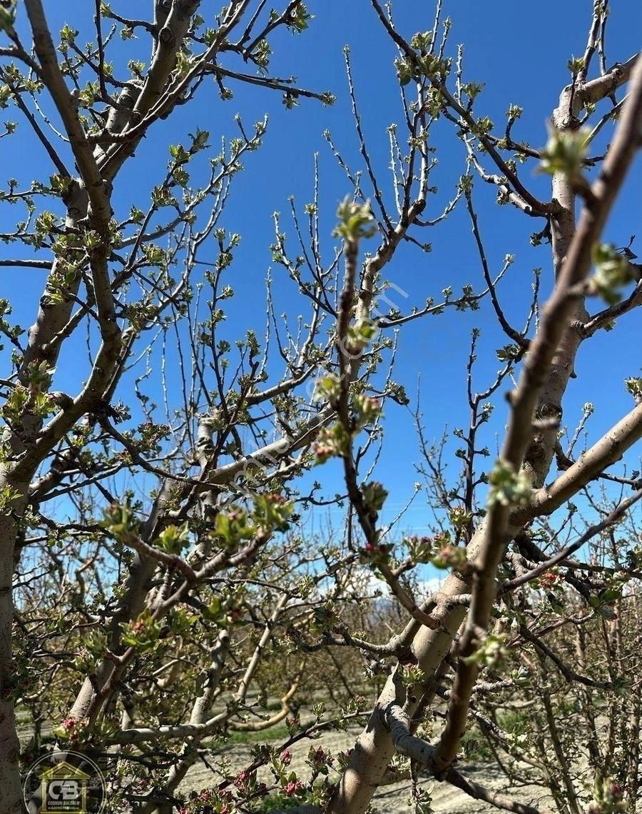 Düdenköy Mahallesinde 21.135 M² Bakımlı Elma Bahçesi Satılıktır - Görsel 15