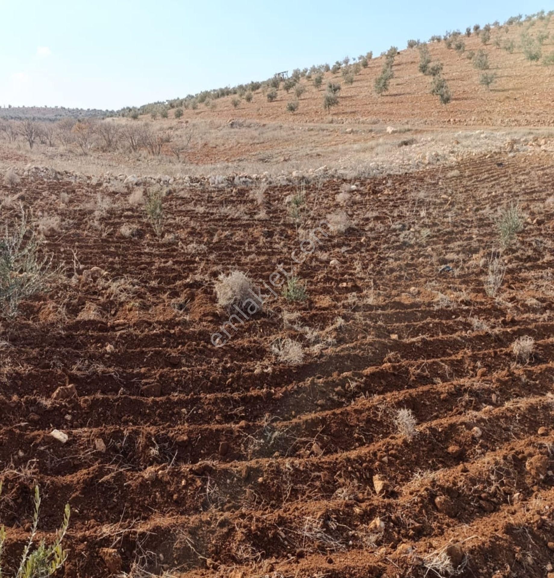 Oğuzeli Çaybaşında 800 M² Tek Tapu Yatırımlık Tarla - Görsel 4