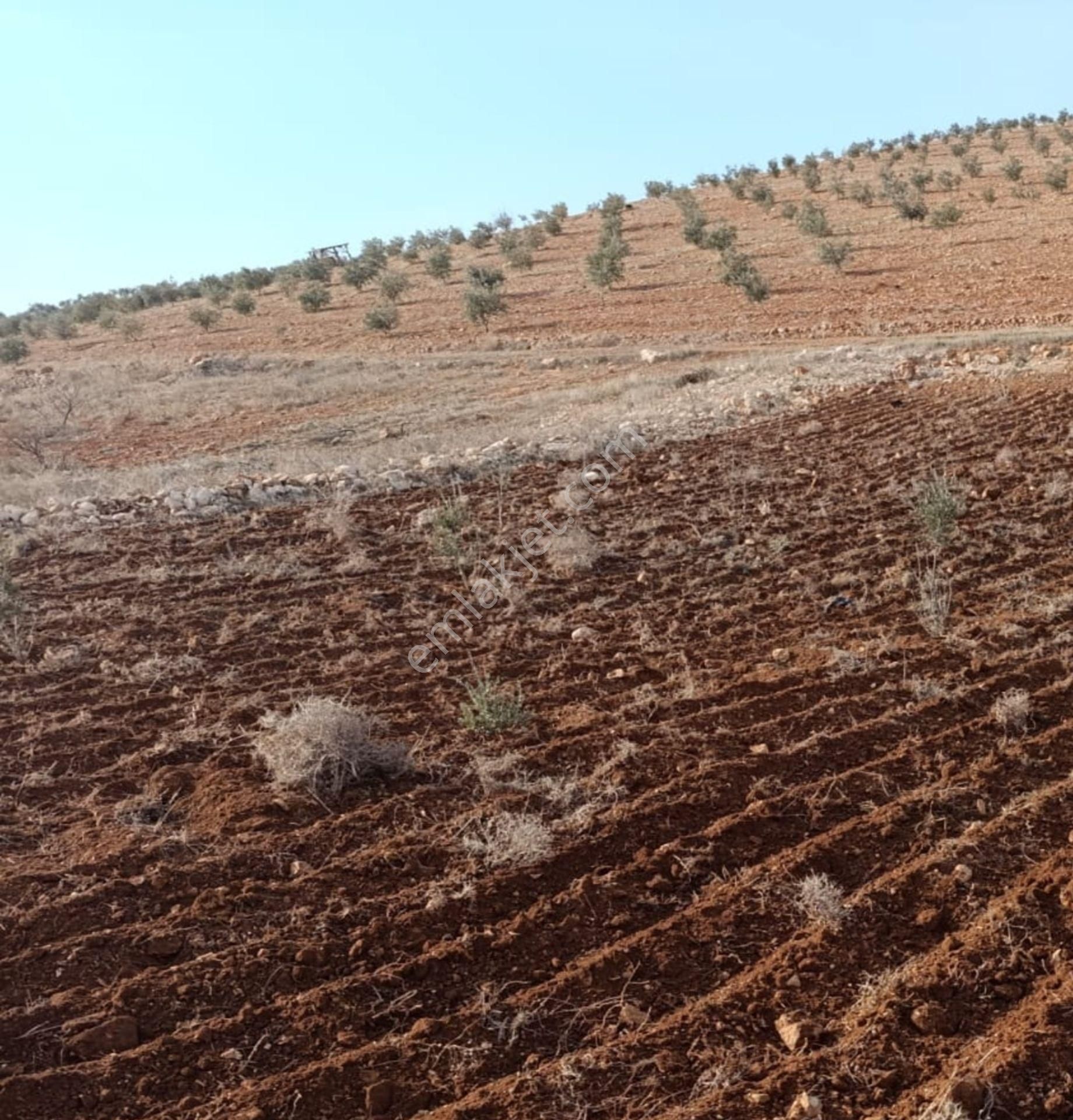 Oğuzeli Çaybaşında 800 M² Tek Tapu Yatırımlık Tarla - Görsel 3