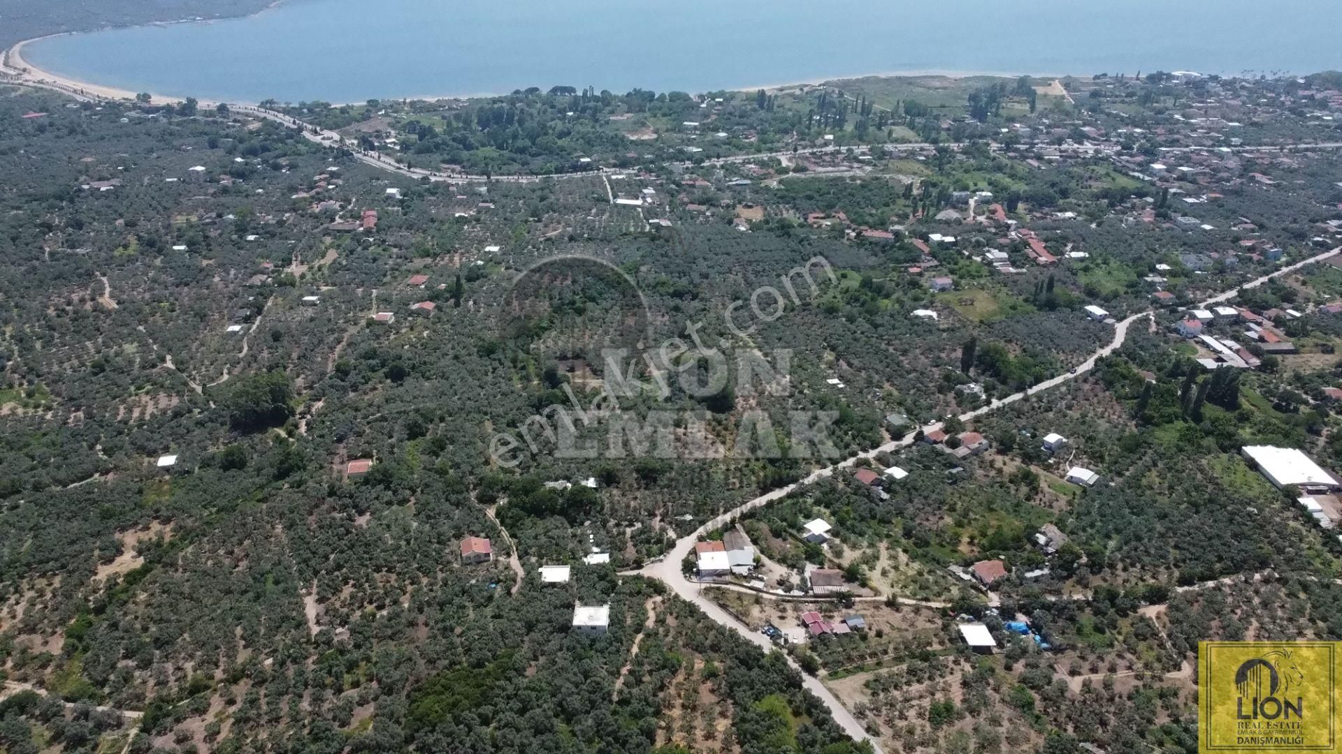 🟨⬛lıon Emlak'tan Erdek Belkıs Mahallesi Ana Caddeye 875m² Satılık Zeytinlik⬛🟨 - Görsel 6