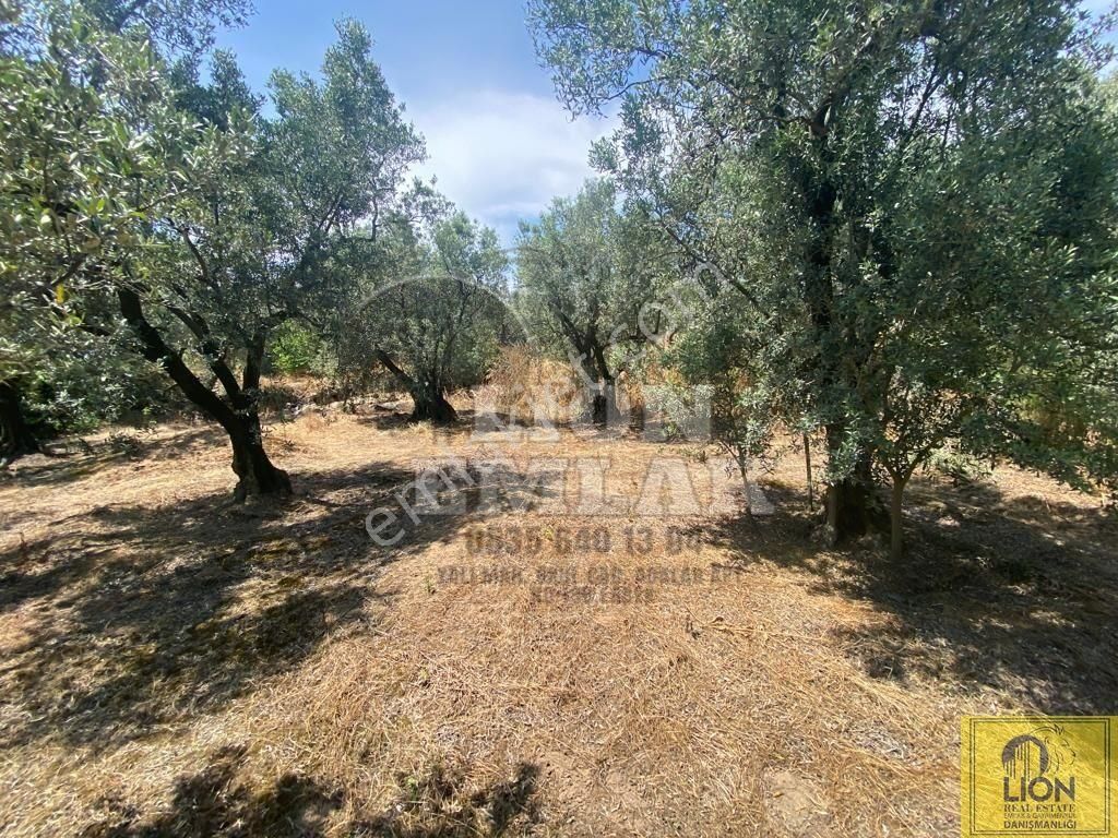 🟨⬛lıon Emlak'tan Erdek Belkıs Mahallesi Ana Caddeye 875m² Satılık Zeytinlik⬛🟨 - Görsel 12