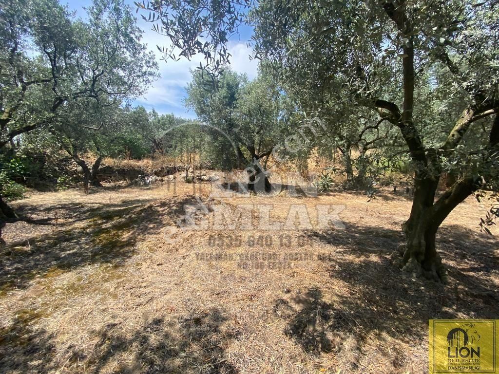 🟨⬛lıon Emlak'tan Erdek Belkıs Mahallesi Ana Caddeye 875m² Satılık Zeytinlik⬛🟨 - Görsel 14