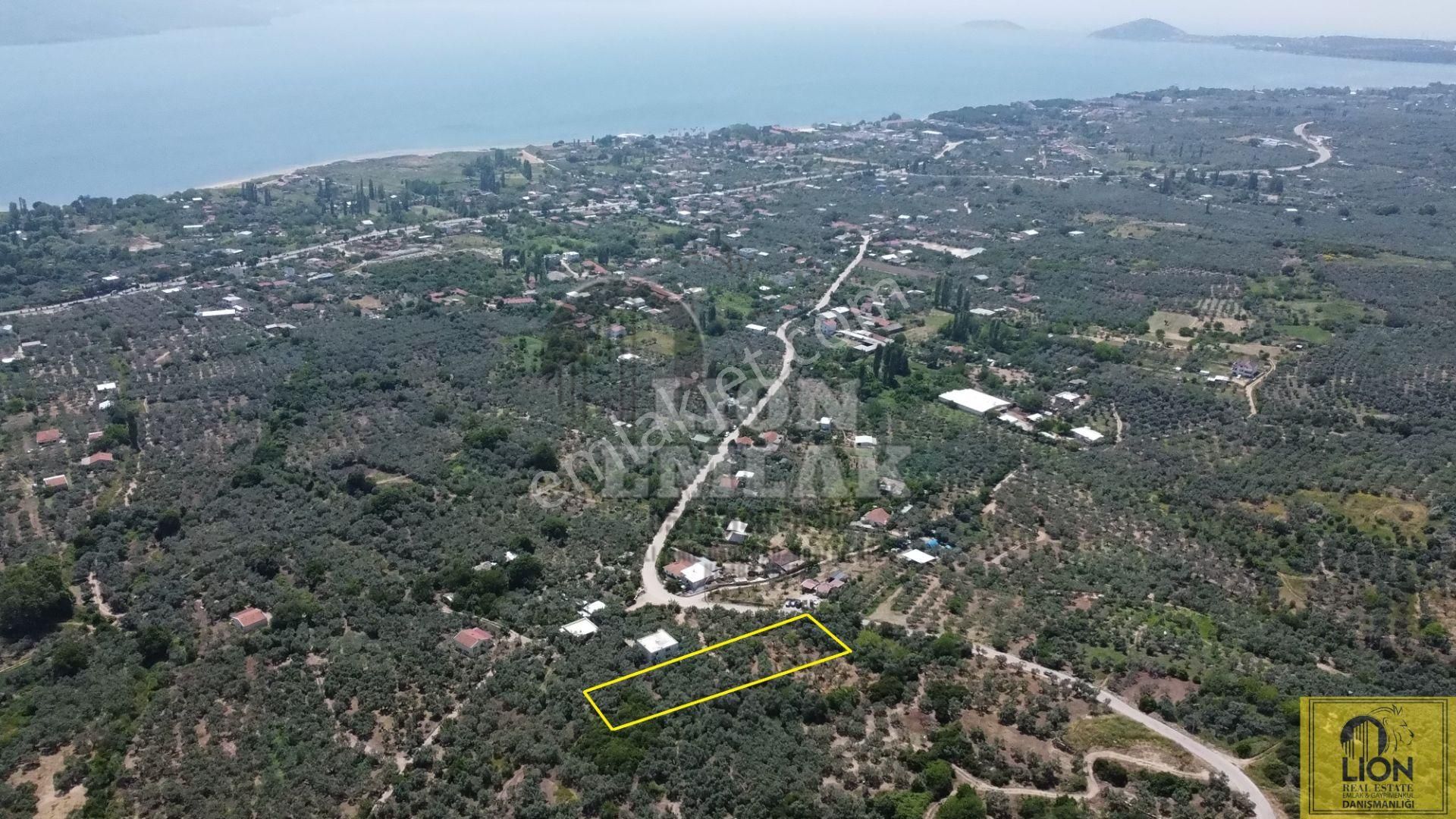 🟨⬛lıon Emlak'tan Erdek Belkıs Mahallesi Ana Caddeye 875m² Satılık Zeytinlik⬛🟨 - Görsel 5