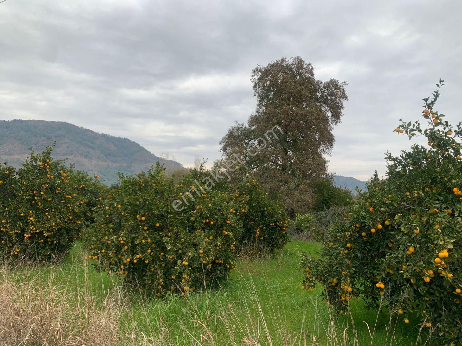 Ortaca Ekşiliyurtda 1084 M2 İmarlı Kelepir Arsa Satılık - Görsel 6