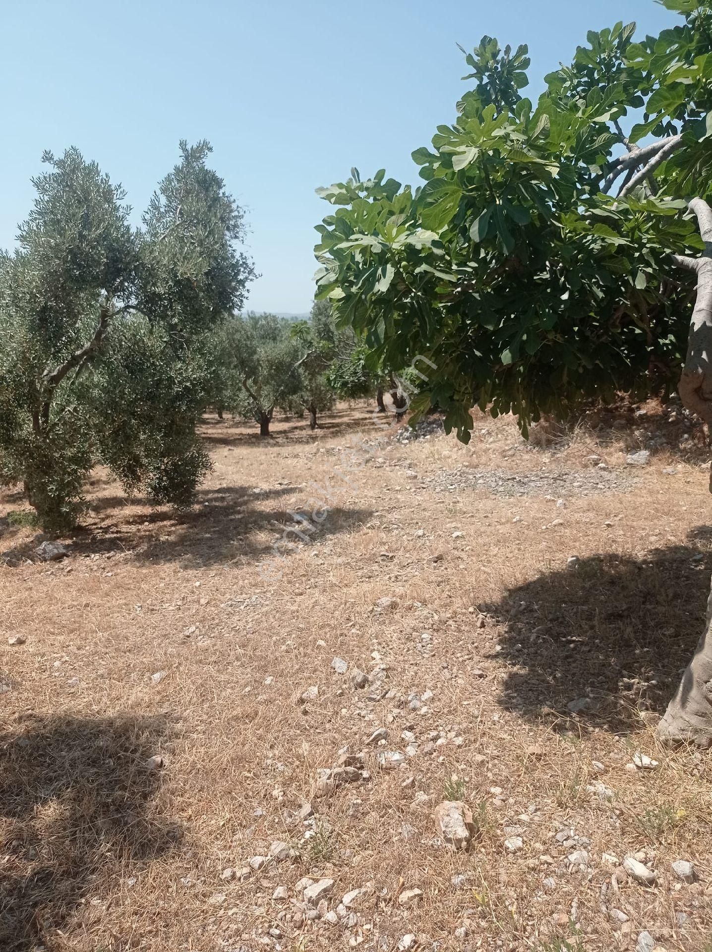 Söke Emlak Ofisinden Atburgazında Satılık Zeytin Bahçesi - Görsel 10