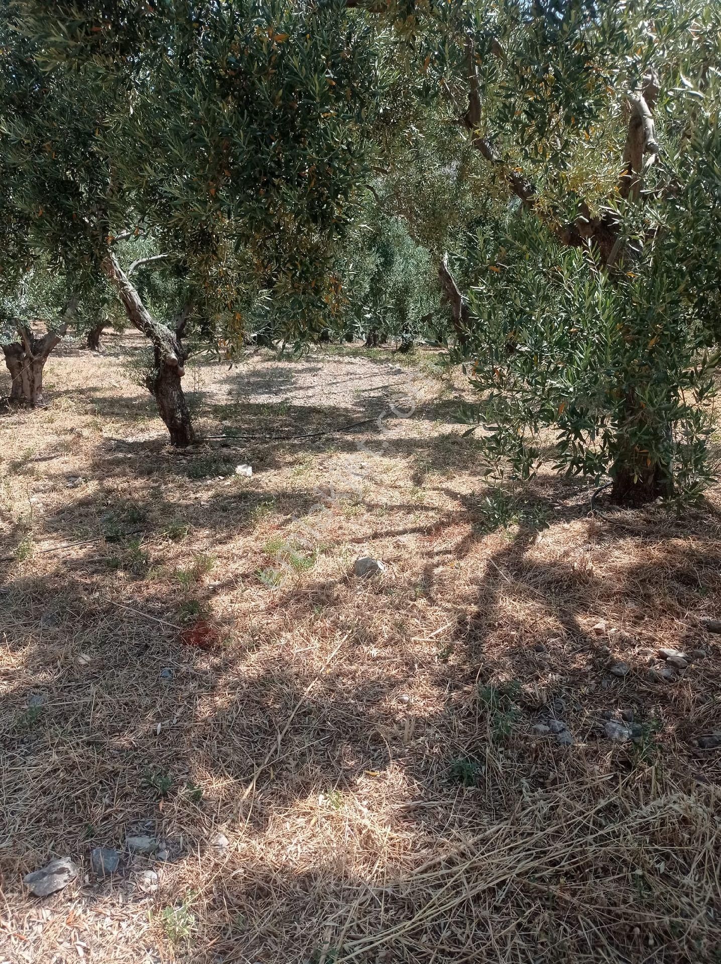 Söke Emlak Ofisinden Atburgazında Satılık Zeytin Bahçesi - Görsel 4