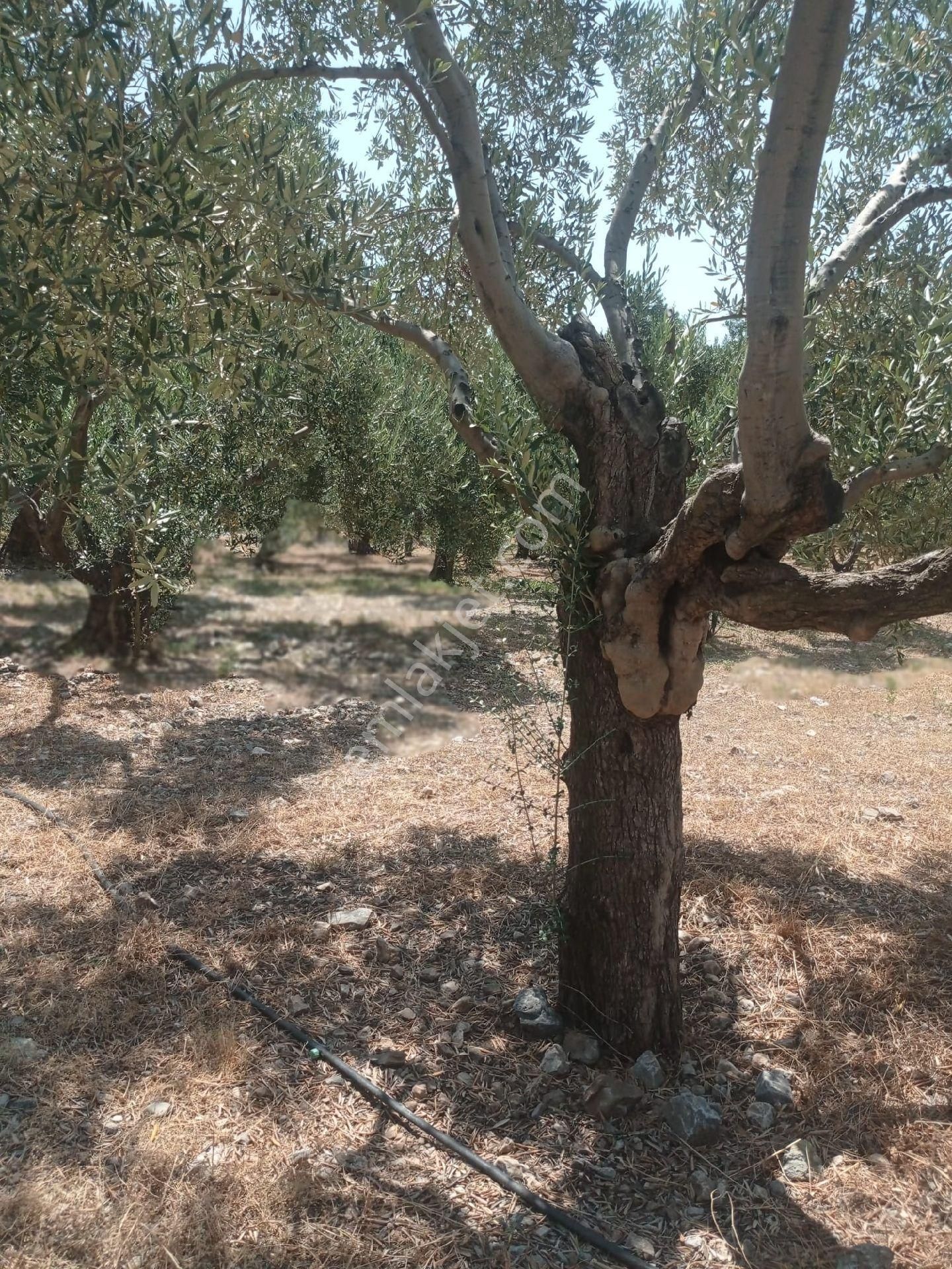 Söke Emlak Ofisinden Atburgazında Satılık Zeytin Bahçesi - Görsel 5