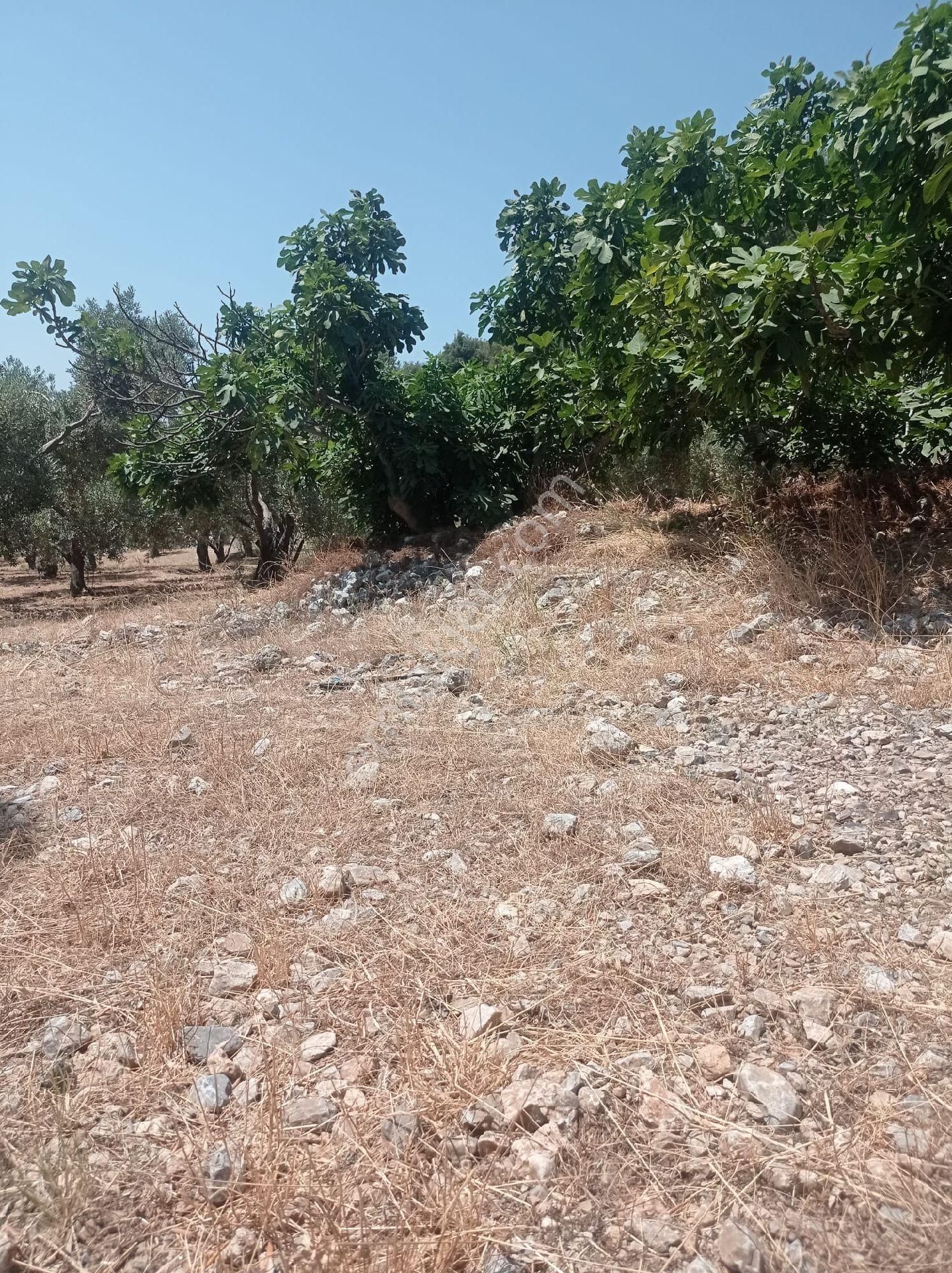 Söke Emlak Ofisinden Atburgazında Satılık Zeytin Bahçesi - Görsel 15