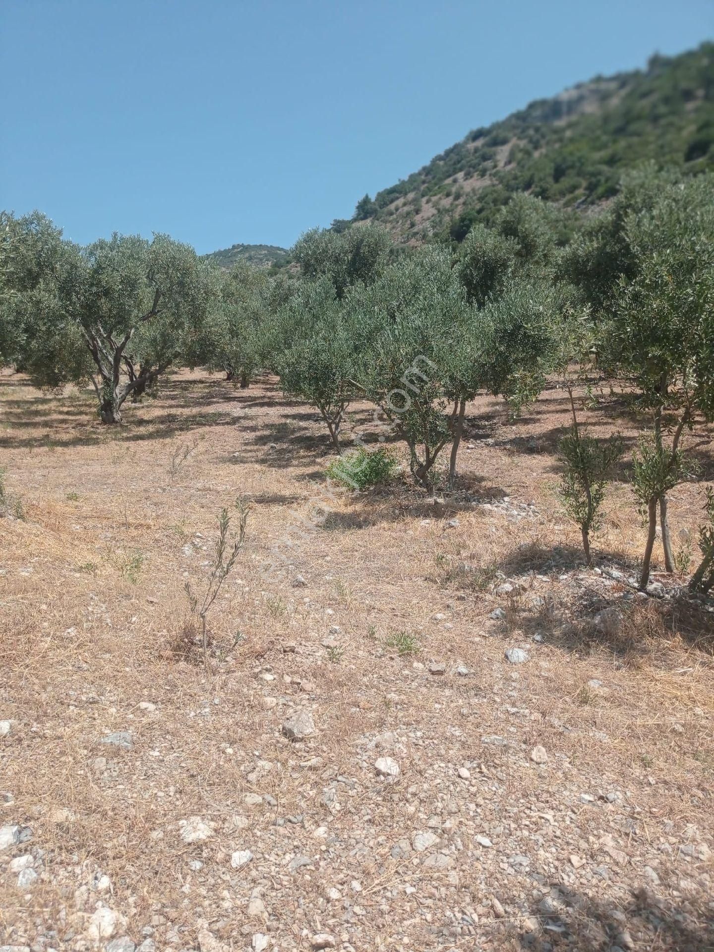 Söke Emlak Ofisinden Atburgazında Satılık Zeytin Bahçesi - Görsel 6
