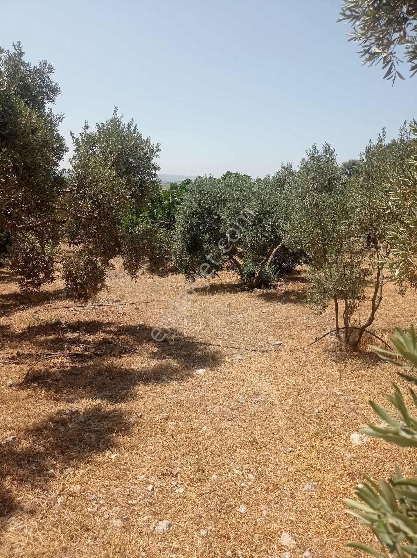 Söke Emlak Ofisinden Atburgazında Satılık Zeytin Bahçesi - Görsel 9