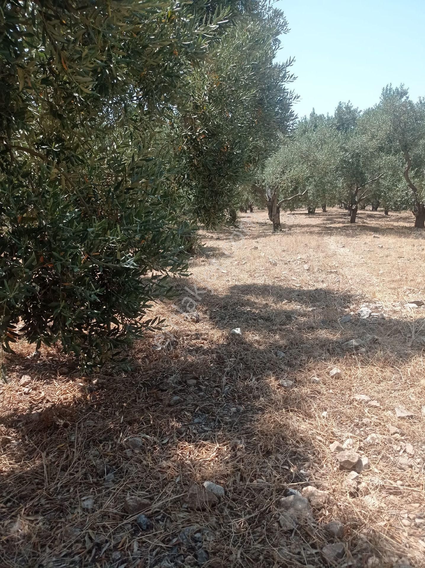 Söke Emlak Ofisinden Atburgazında Satılık Zeytin Bahçesi - Görsel 12