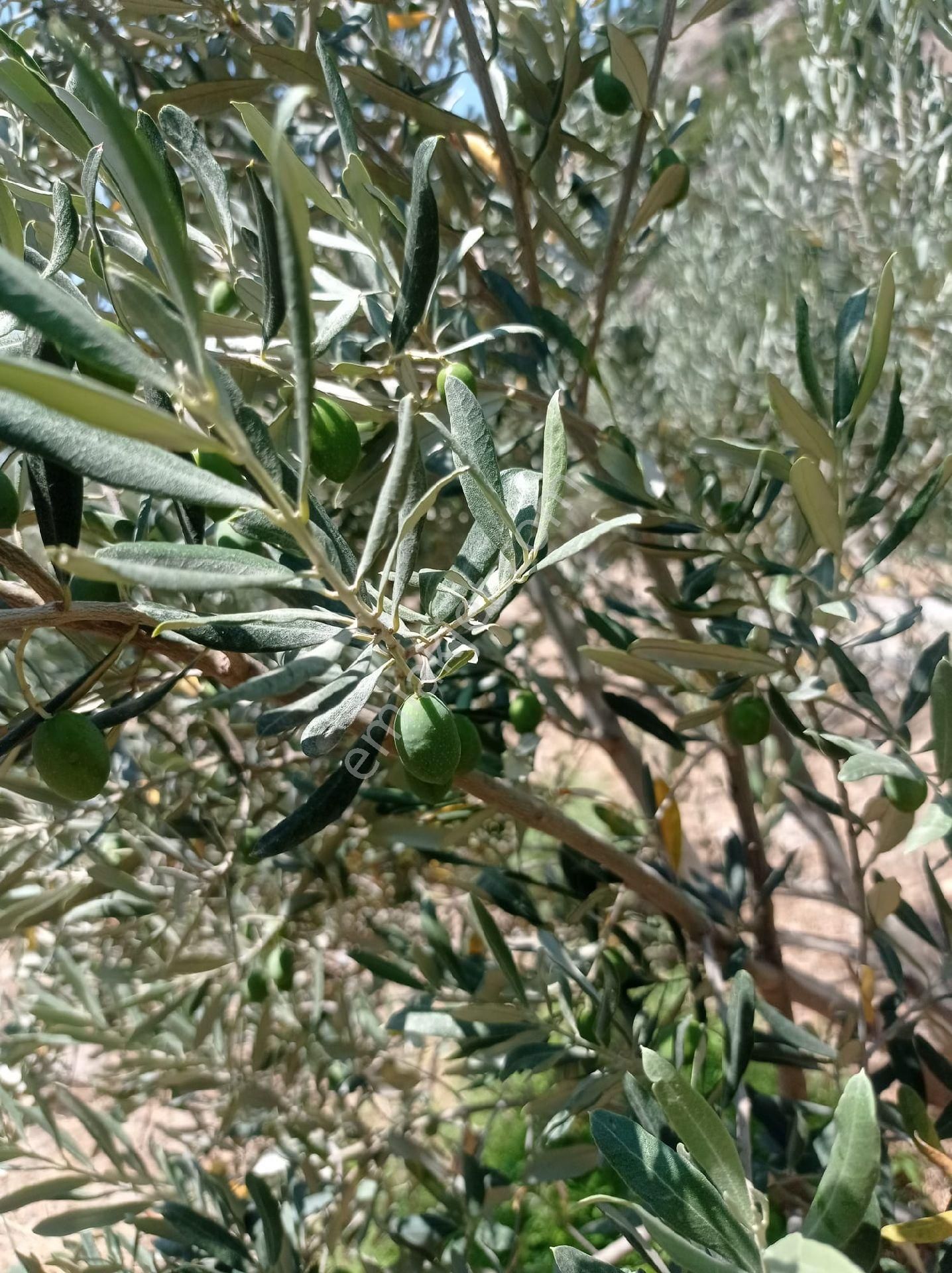 Söke Emlak Ofisinden Atburgazında Satılık Zeytin Bahçesi - Görsel 13