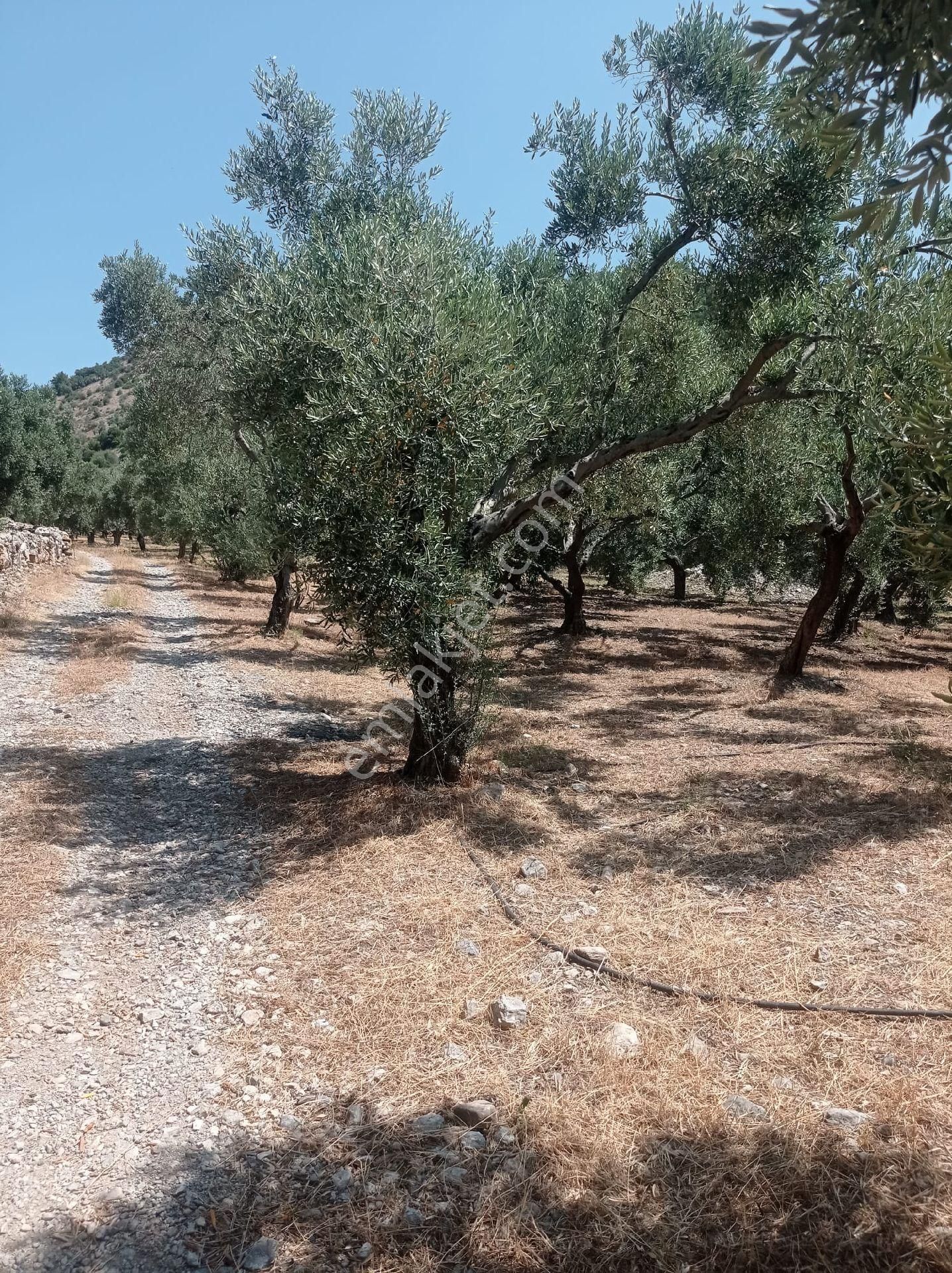 Söke Emlak Ofisinden Atburgazında Satılık Zeytin Bahçesi