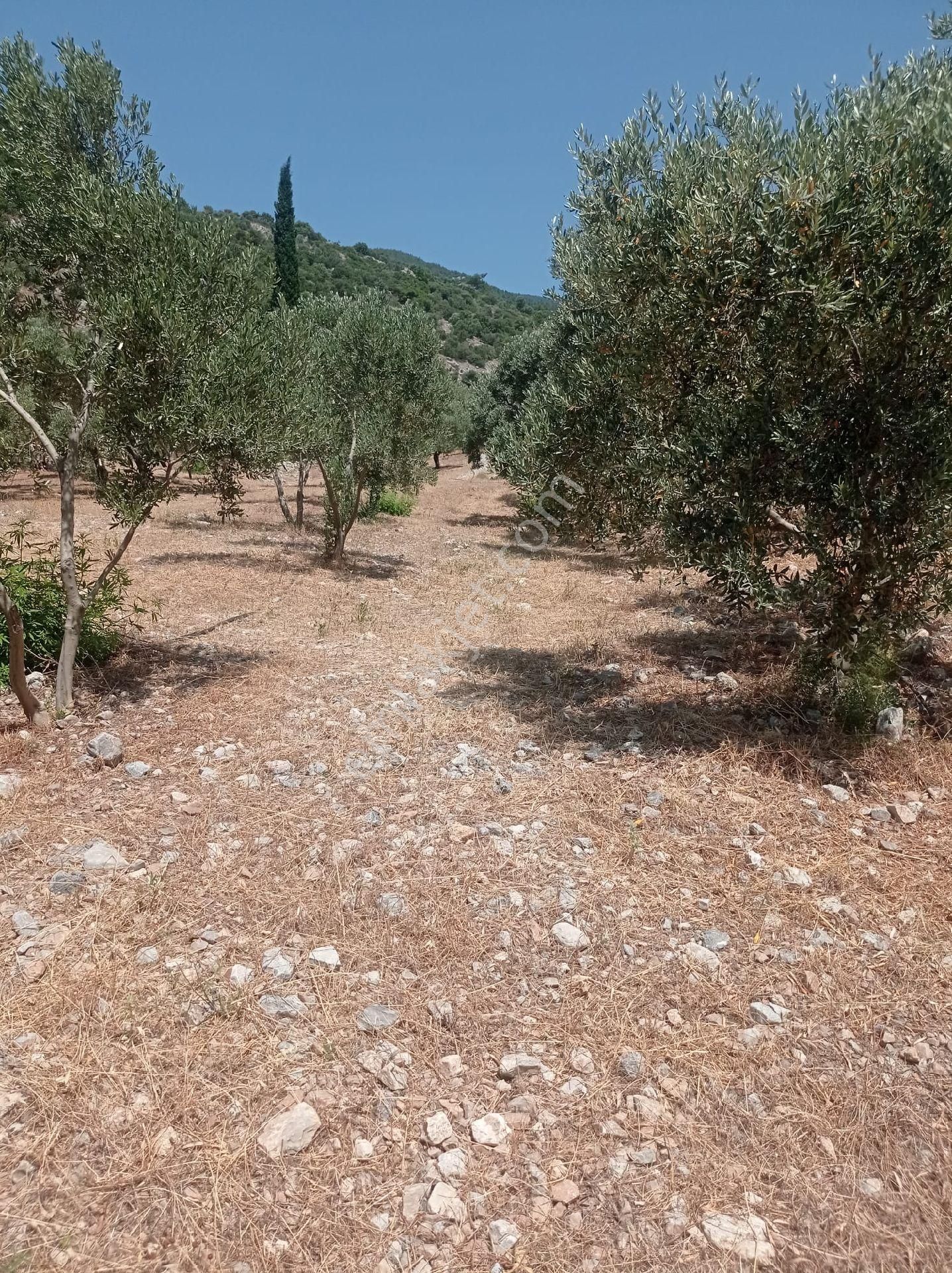 Söke Emlak Ofisinden Atburgazında Satılık Zeytin Bahçesi - Görsel 7