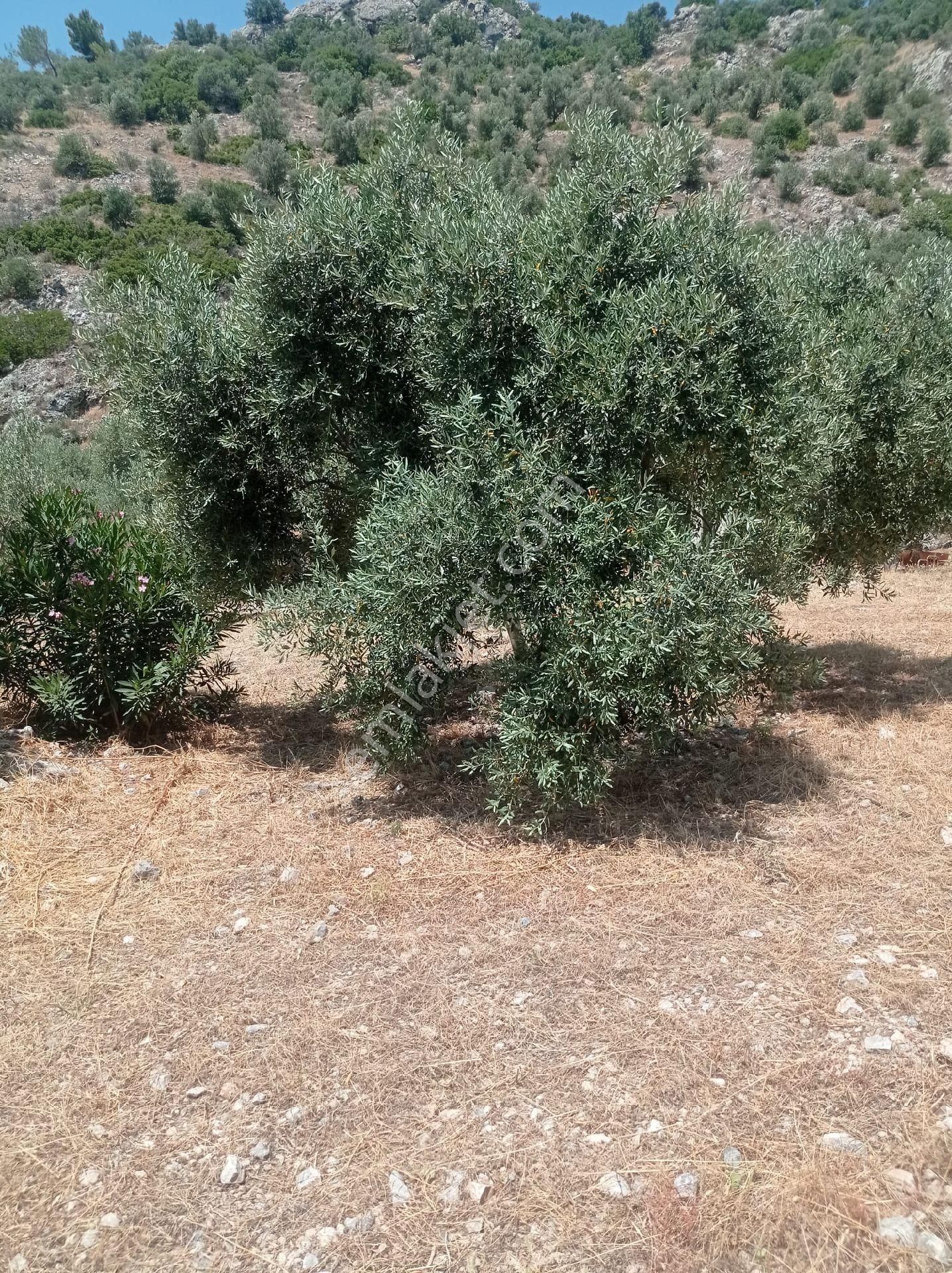 Söke Emlak Ofisinden Atburgazında Satılık Zeytin Bahçesi - Görsel 11