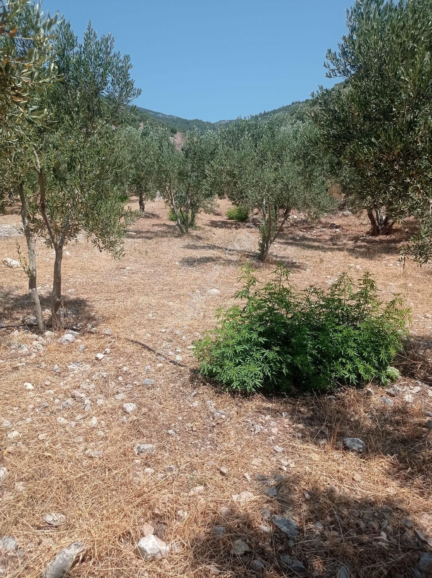 Söke Emlak Ofisinden Atburgazında Satılık Zeytin Bahçesi - Görsel 8