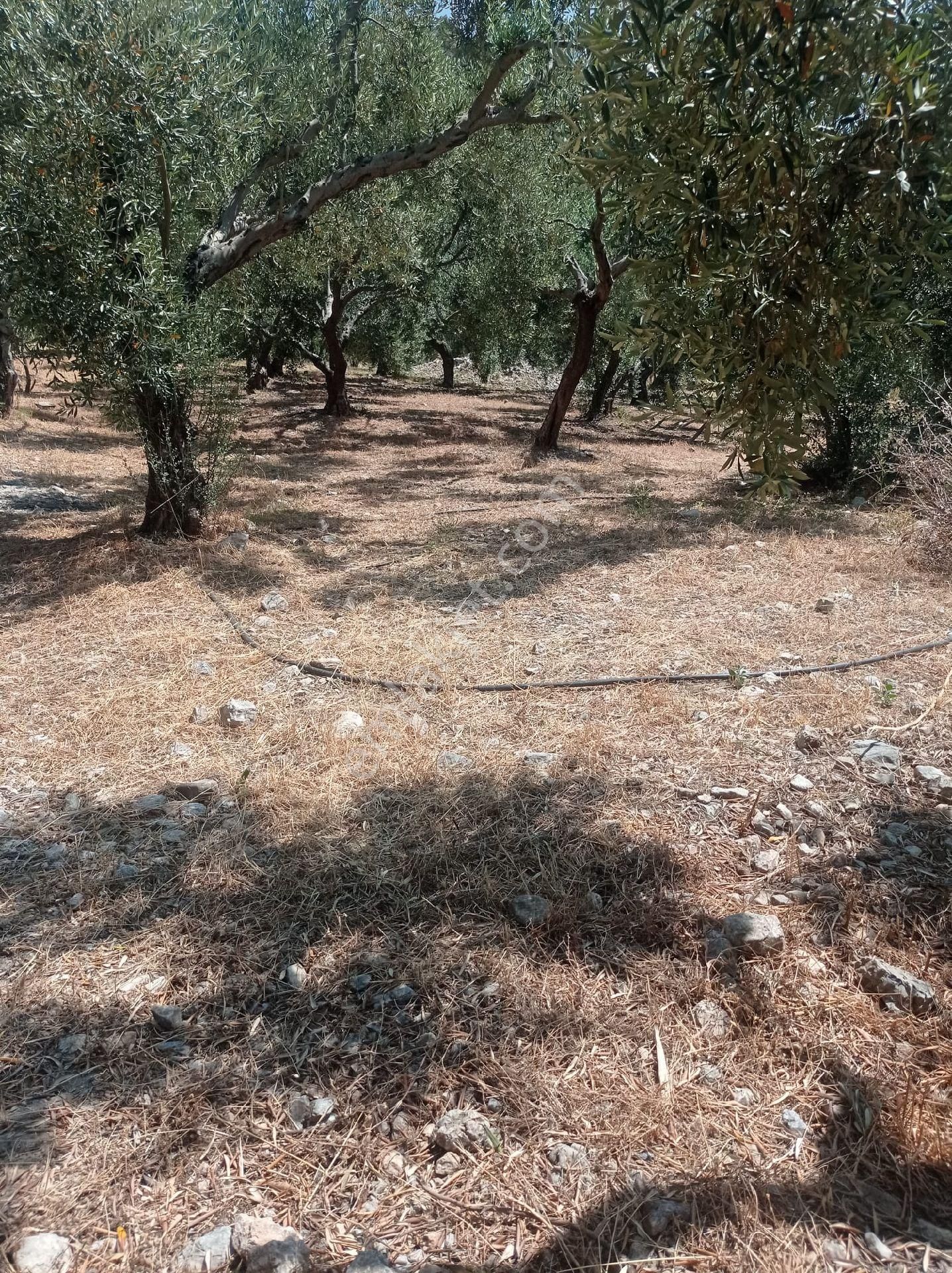 Söke Emlak Ofisinden Atburgazında Satılık Zeytin Bahçesi - Görsel 2
