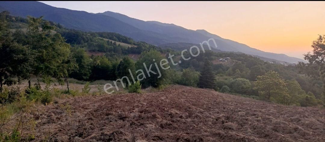 Kestel Gozede De Satılık Tarla